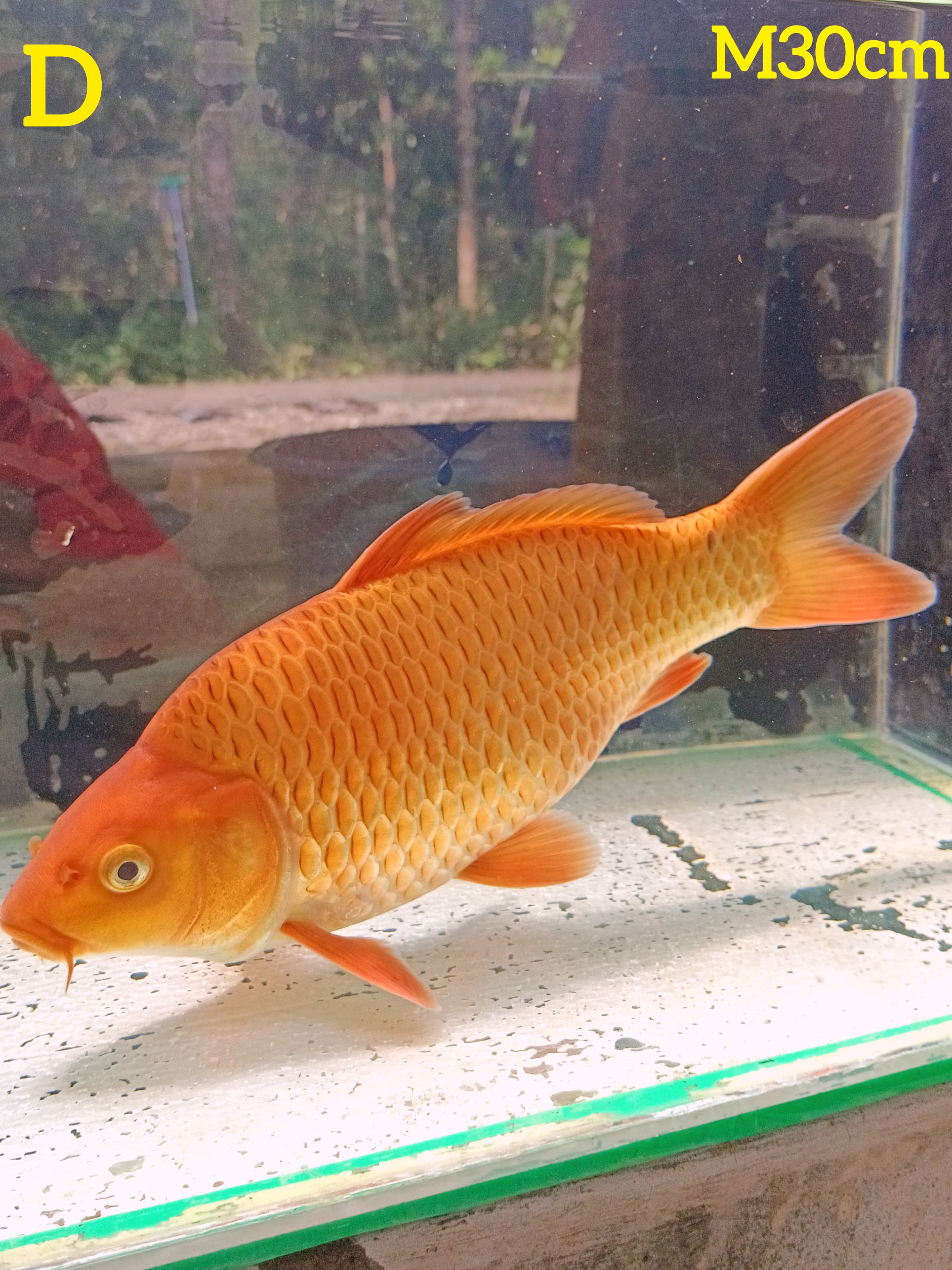 CARAMEL 30cm