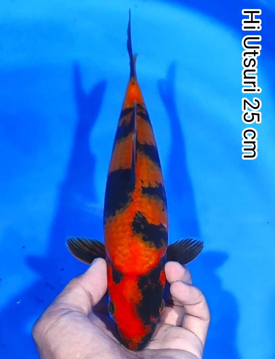 HI UTSURI 25cm