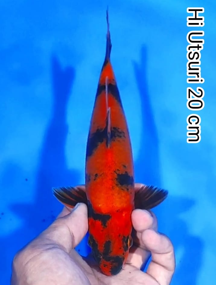 HI UTSURI 20cm