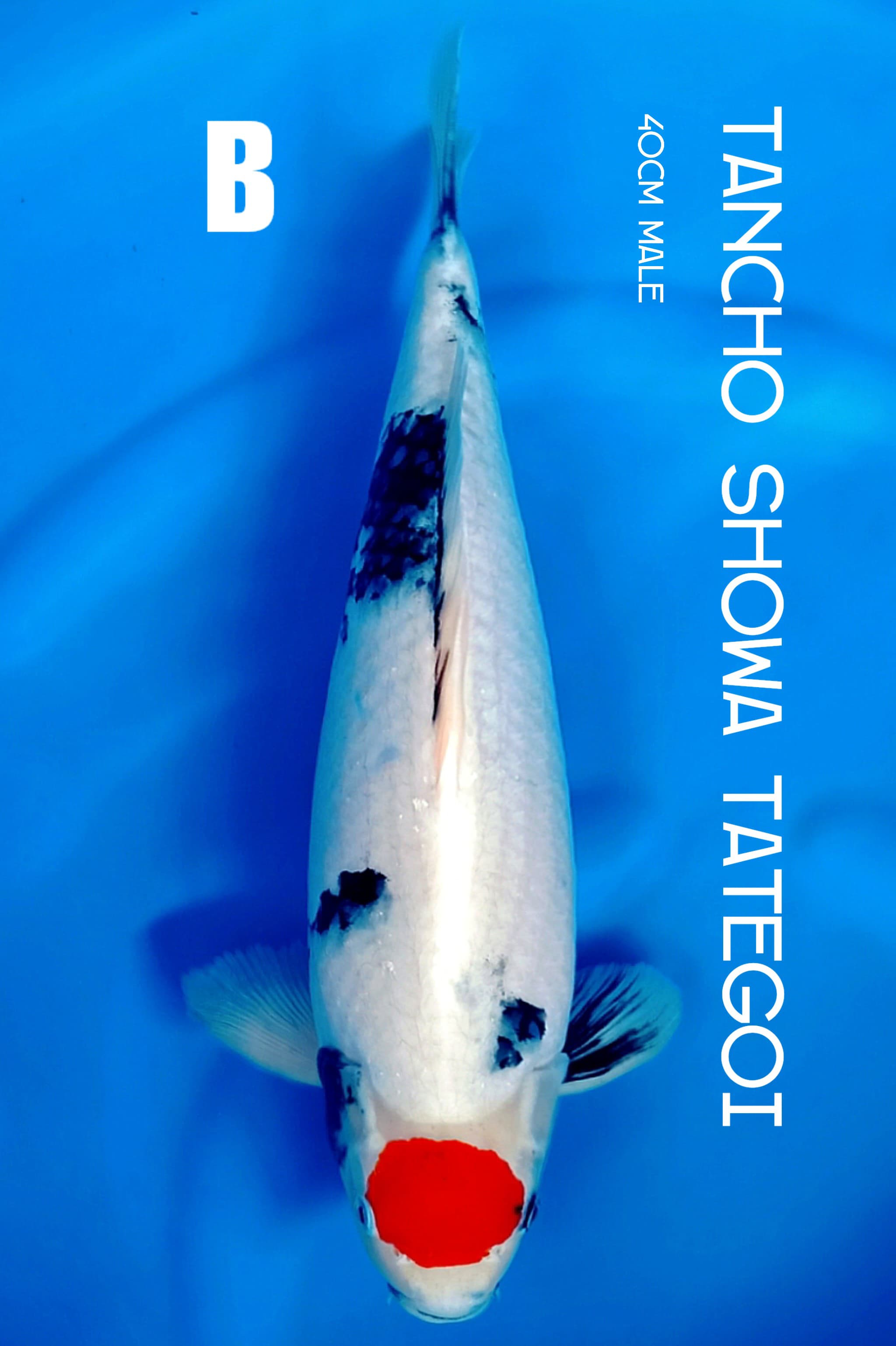 TANCHO SHOWA TATEGOI 40cm