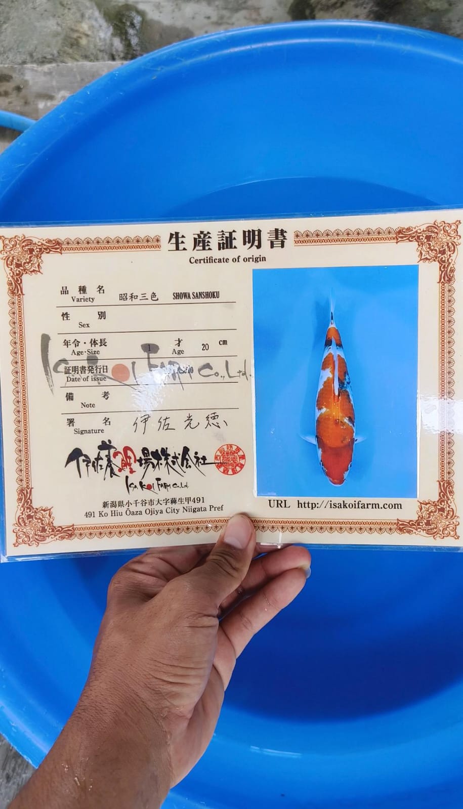 SHOWA SANSHOKU IMPORT UNCHECK 33cm