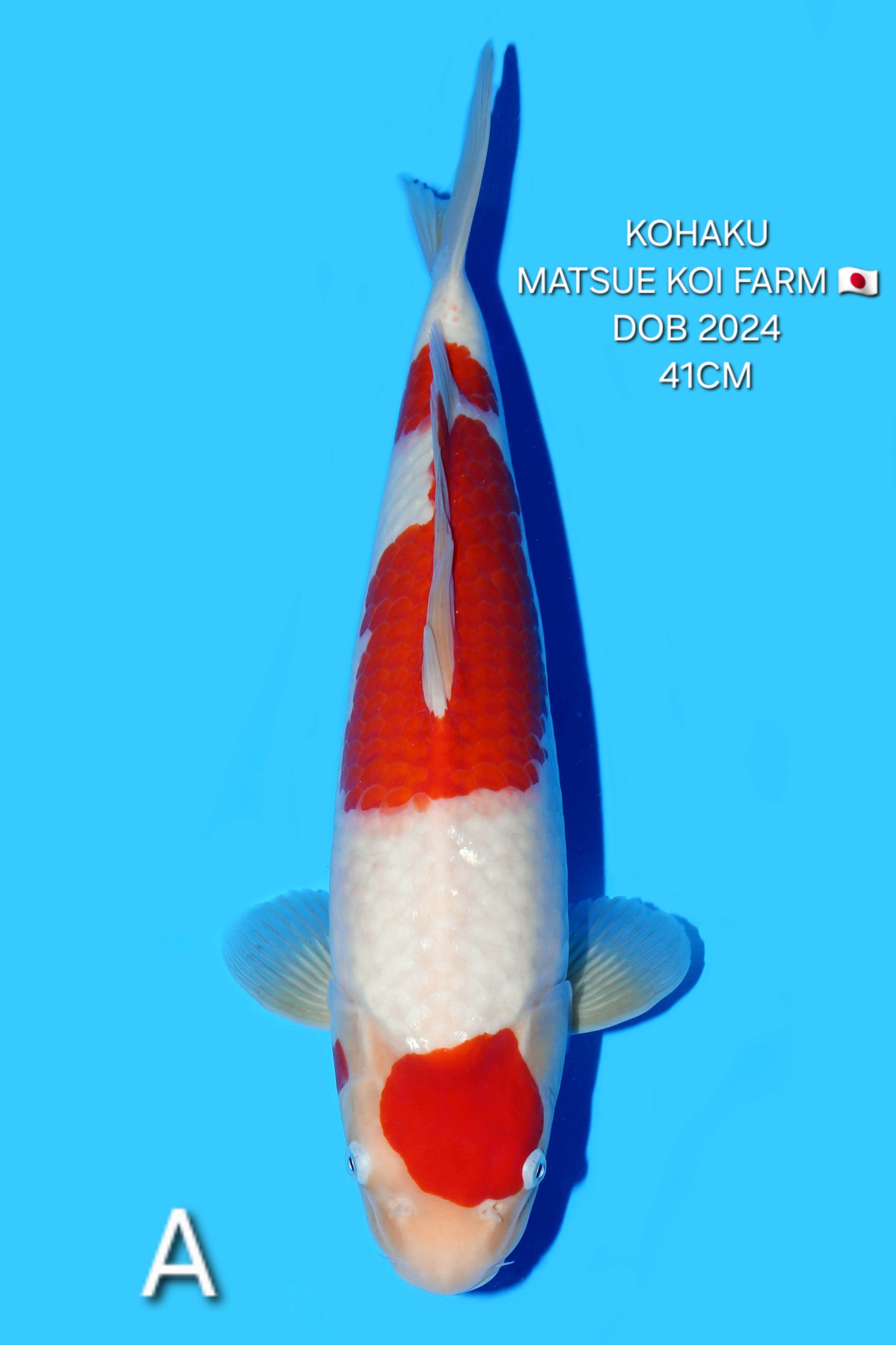 BIG TOSAI MARUTEN KOHAKU MATSUE DOB 2024 41cm