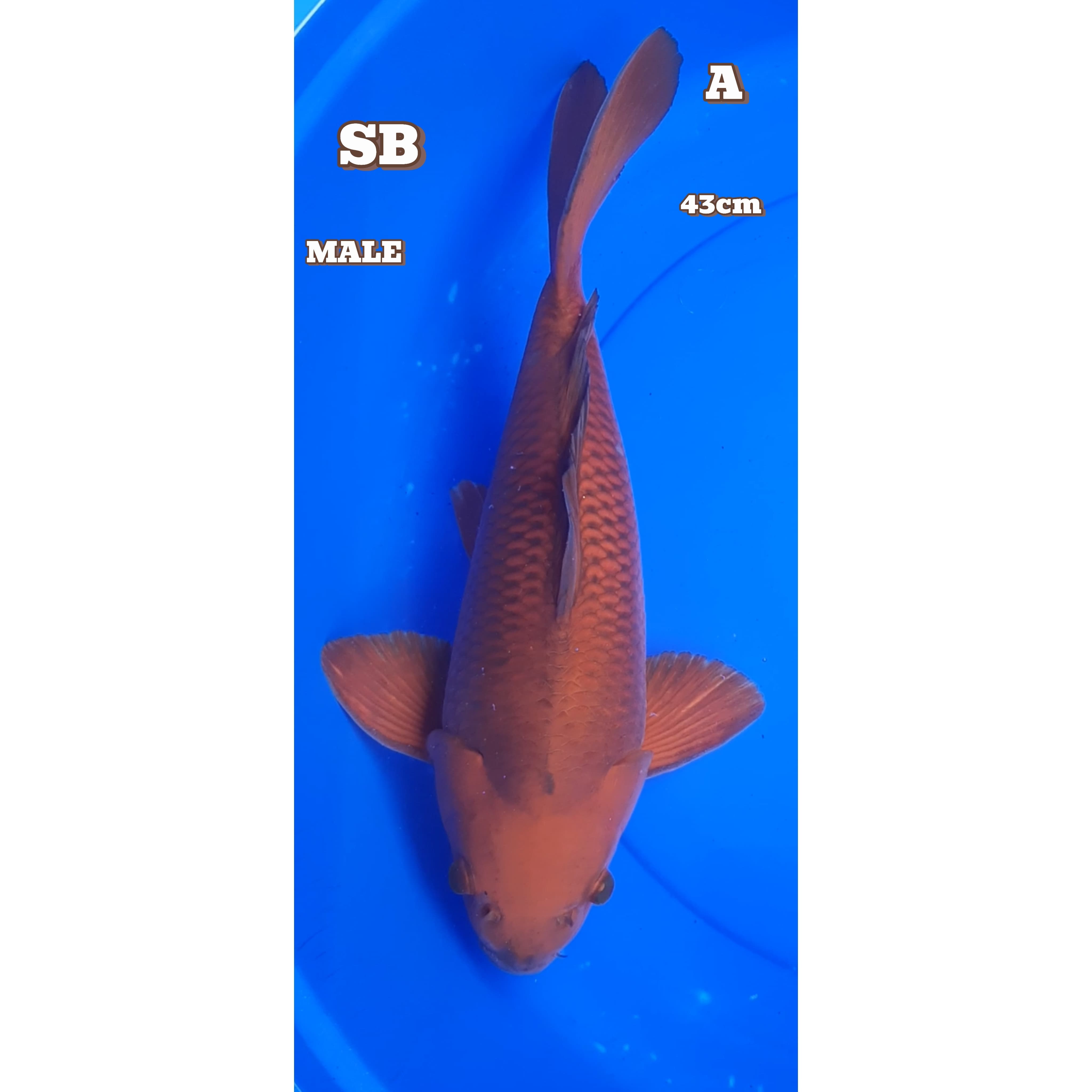 SHORT BODY CAGOY 43cm