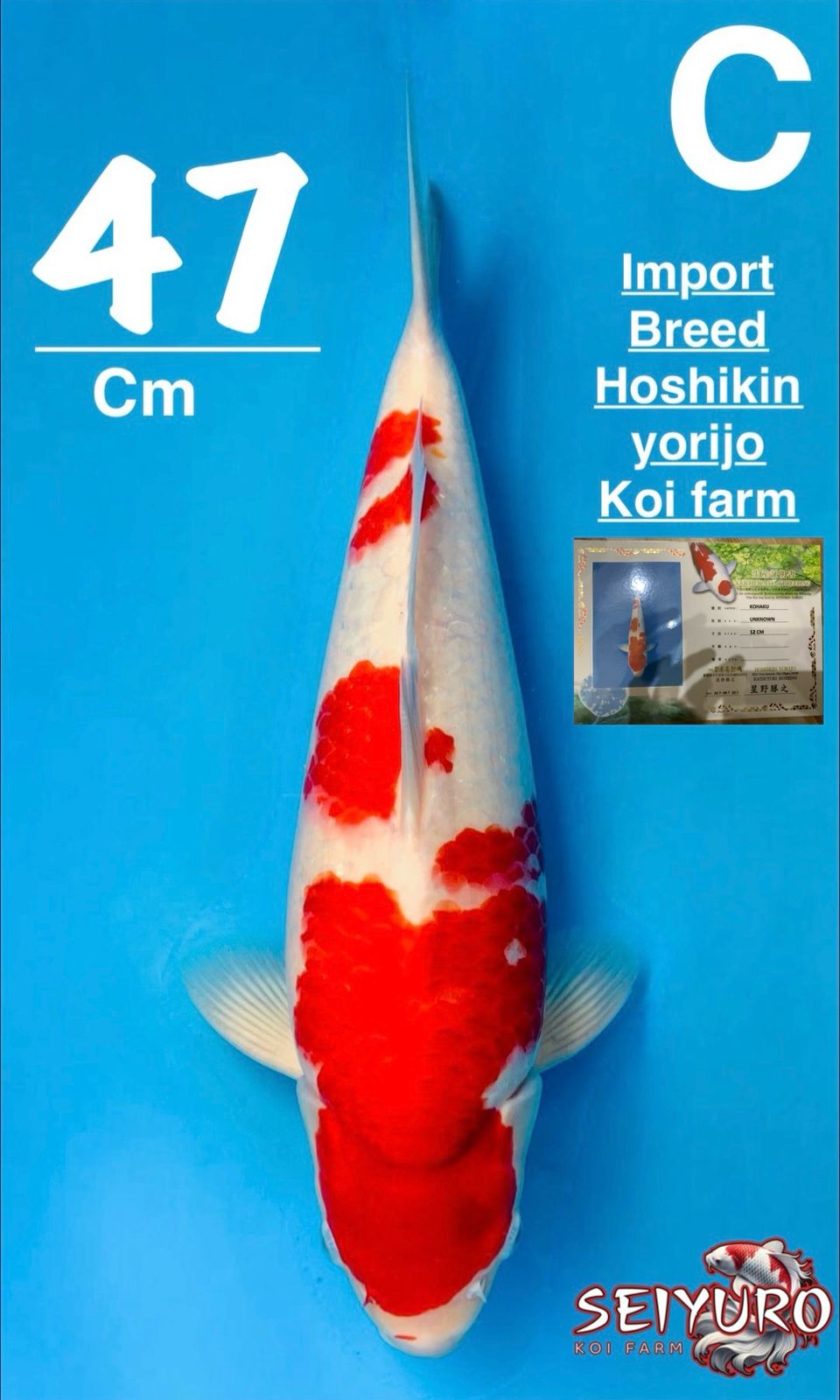 SQ KOHAKU GOOD PATTERN IMPORT BREED HOSHIKIN YORIJOBULKY BERPUNUK UNTA CALON TOP MERAH STRONG 47cm