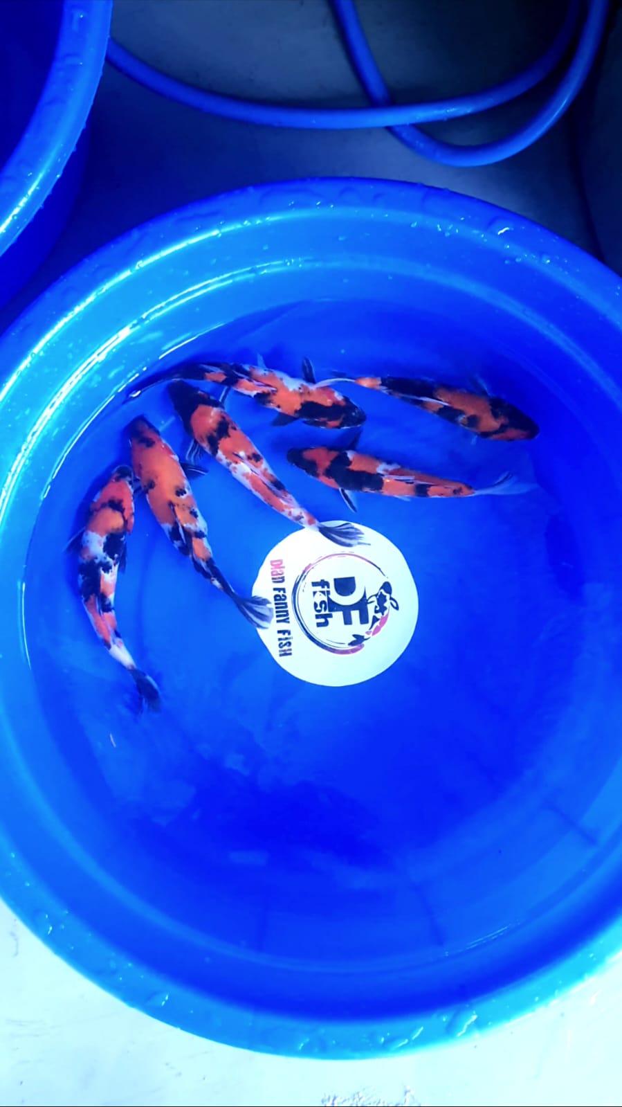 PAKET MINION SHOWA BREED MBAH MANGIL 20 22cm
