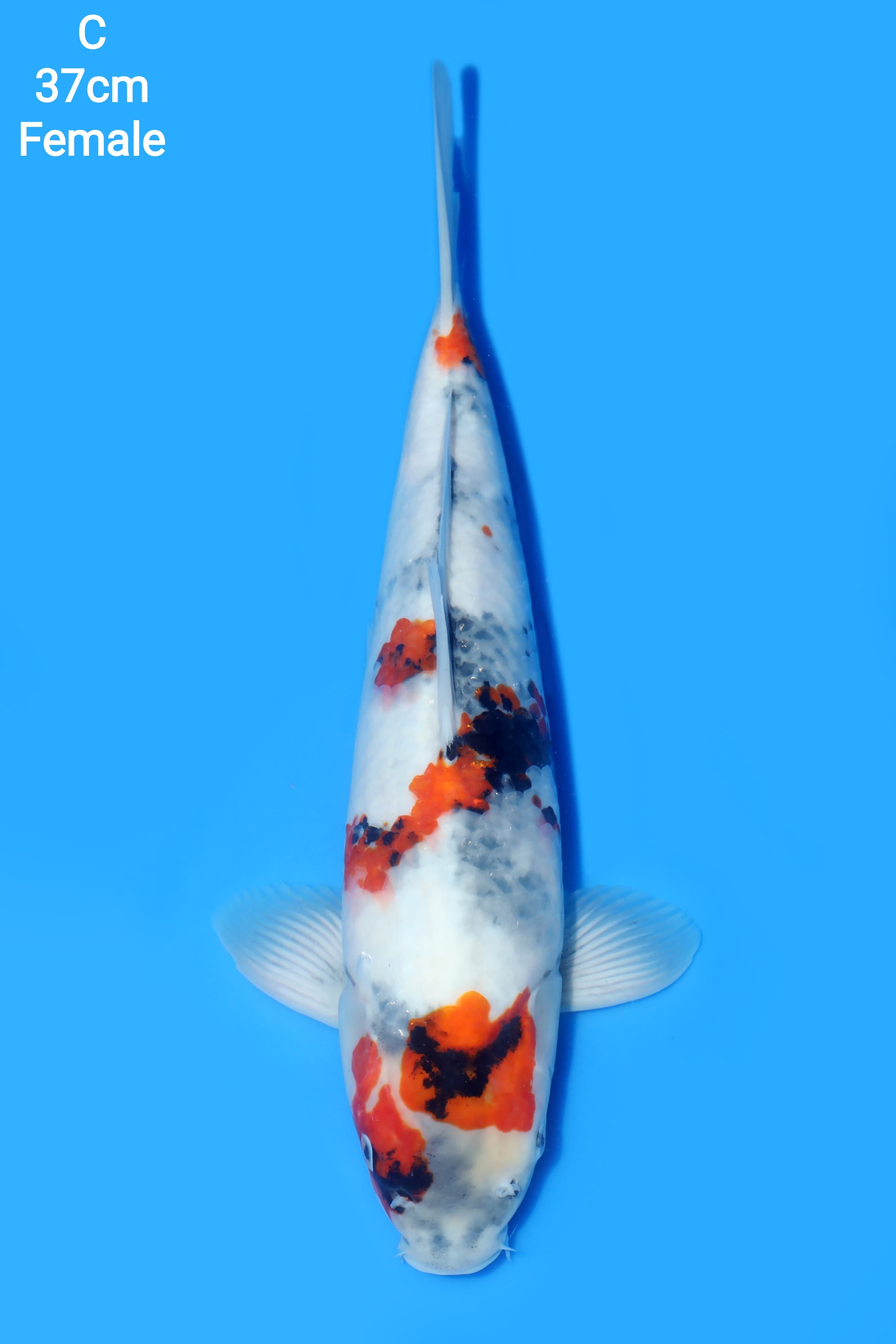 SHOWA SANSHOKU F1 DAINICHI KOI FARM FEMALE 37cm