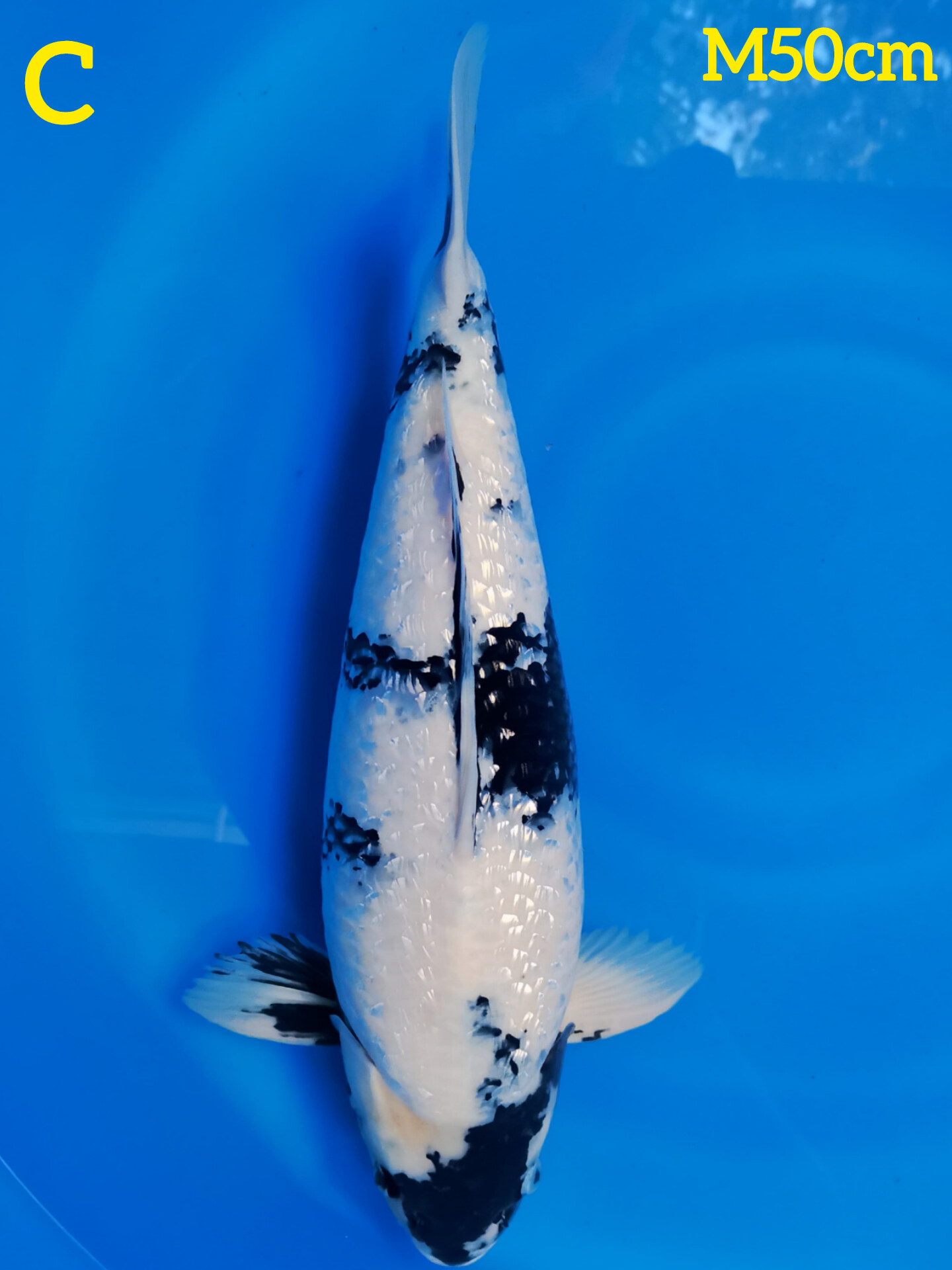 SHIRO GINDRIN 50cm