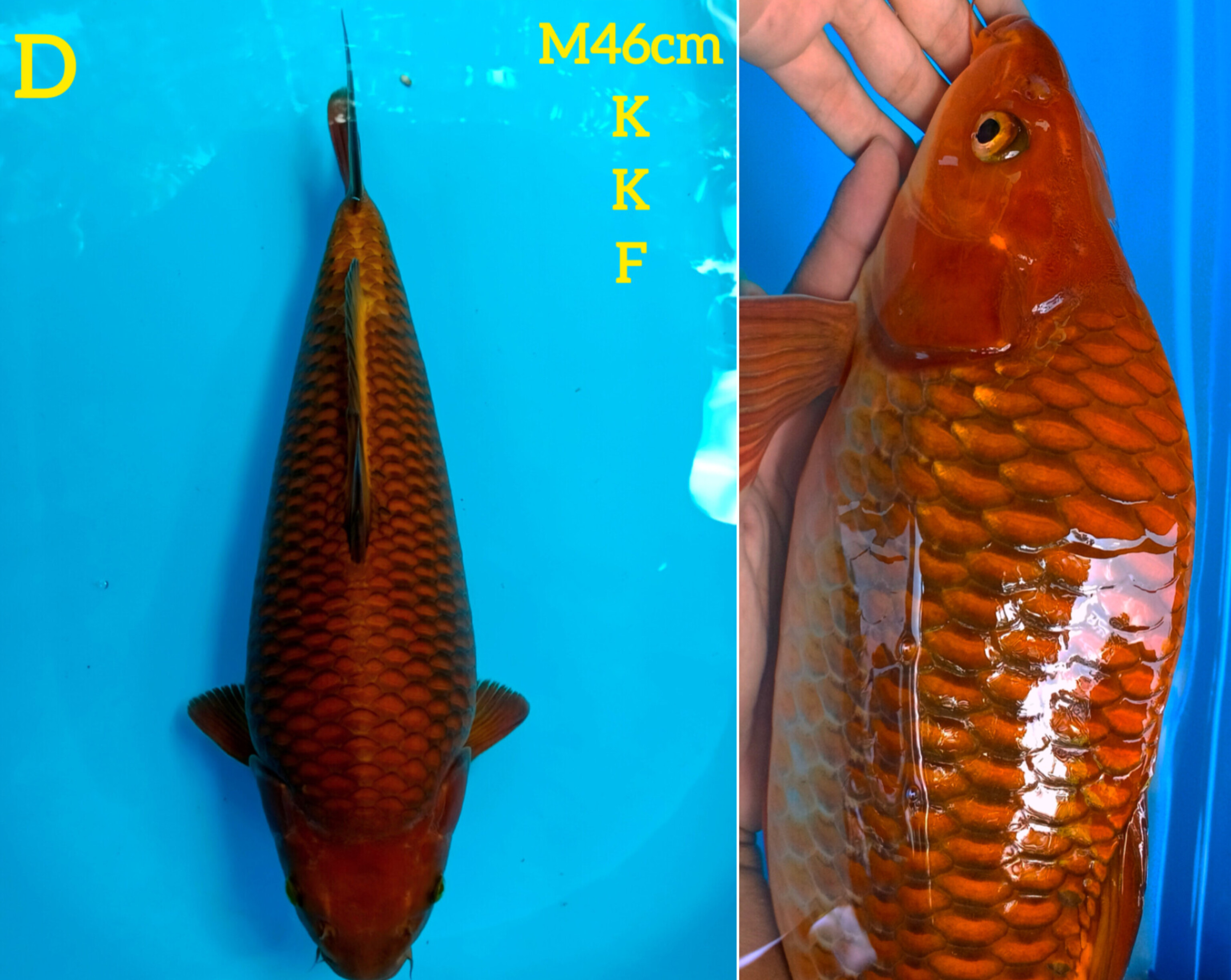 CAGOI TEMBAGA 46cm