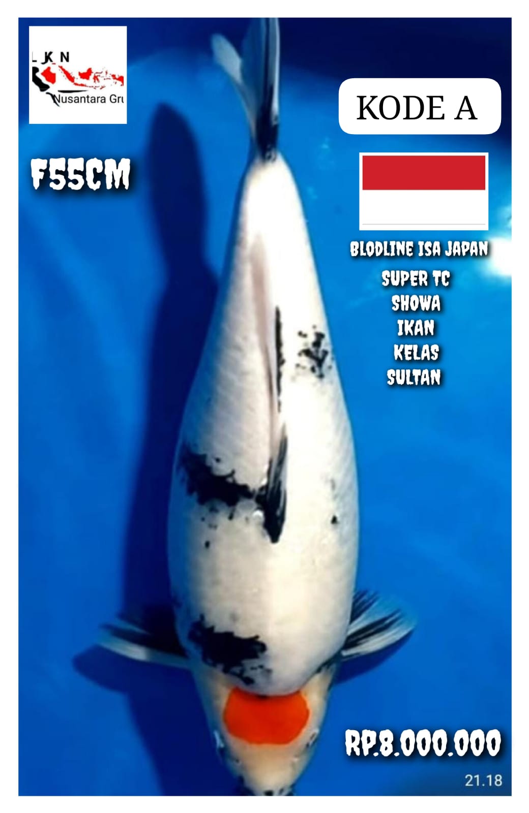 SUPER TC SHOWA IKAN KELAS SULTAN BLODLINE ISA KOI FARM LOKASI IKAN CIKARANG 55cm