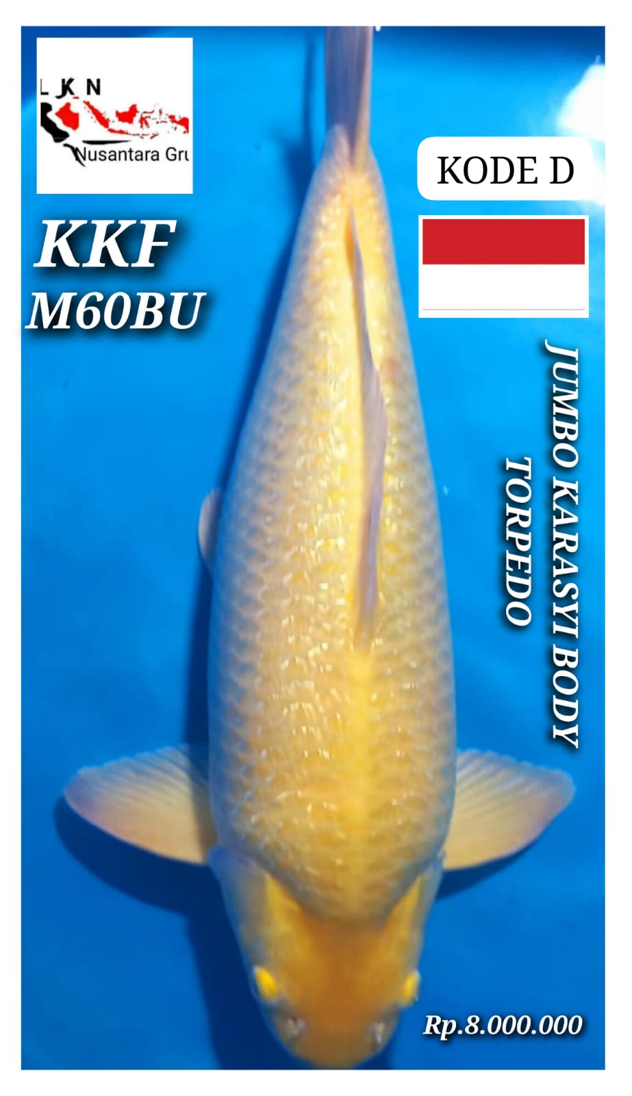 SUPER KARASYI KKF JUMBO MALE ISTIMEWA IKAN KELAS SULTAN LOKASI CIKARANG 60BU 59cm