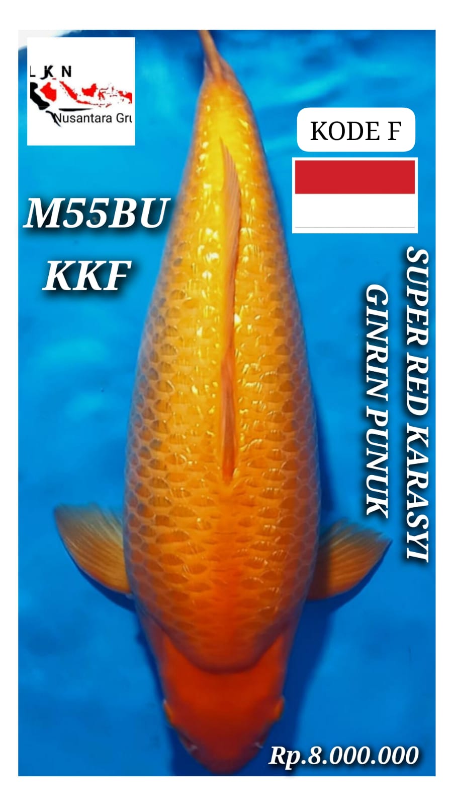 SUPER RED KARASYI GINRIN JUMBO MALE IKAN KELAS SULTAN BODY ISTIMEWA LOKASI CIKARANG 55BU 54cm