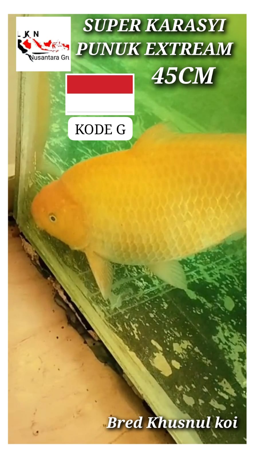 SUPER RED KARASYI BRED KHUSNUL KOI BERPUNUK JOS LOKASI BOJONEGORO 45cm