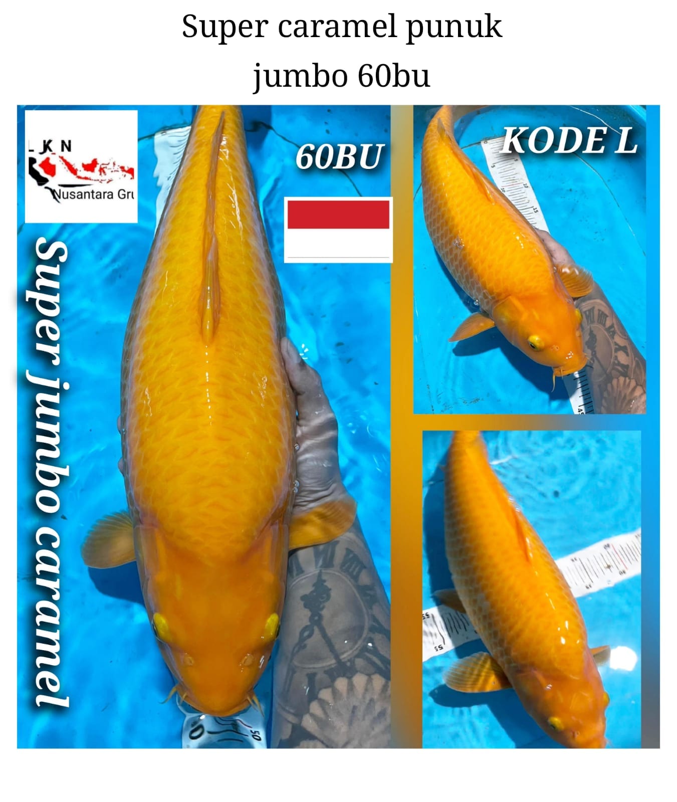 SUPER JUMBO CARAMEL BERPUNUK IKAN KELAS SULTAN LOKASI CILACAP 60BU 59cm
