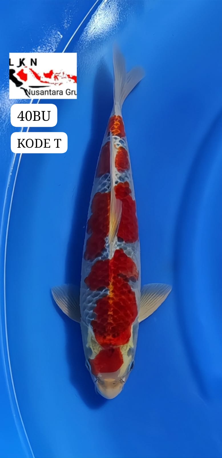 SUPER GHOSIKI ORIGINAL LOKASI BLITAR 40BU 39cm