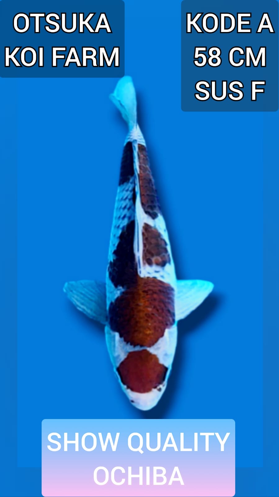 OCHIBA OTSUKA KOI FARM 58cm