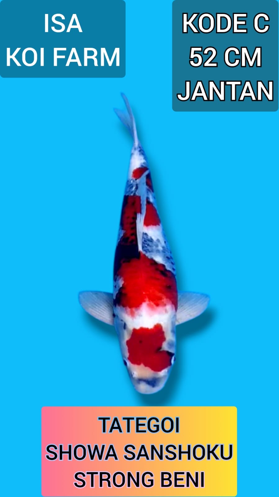 TATEGOI SHOWA ISA KOI FARM 52cm