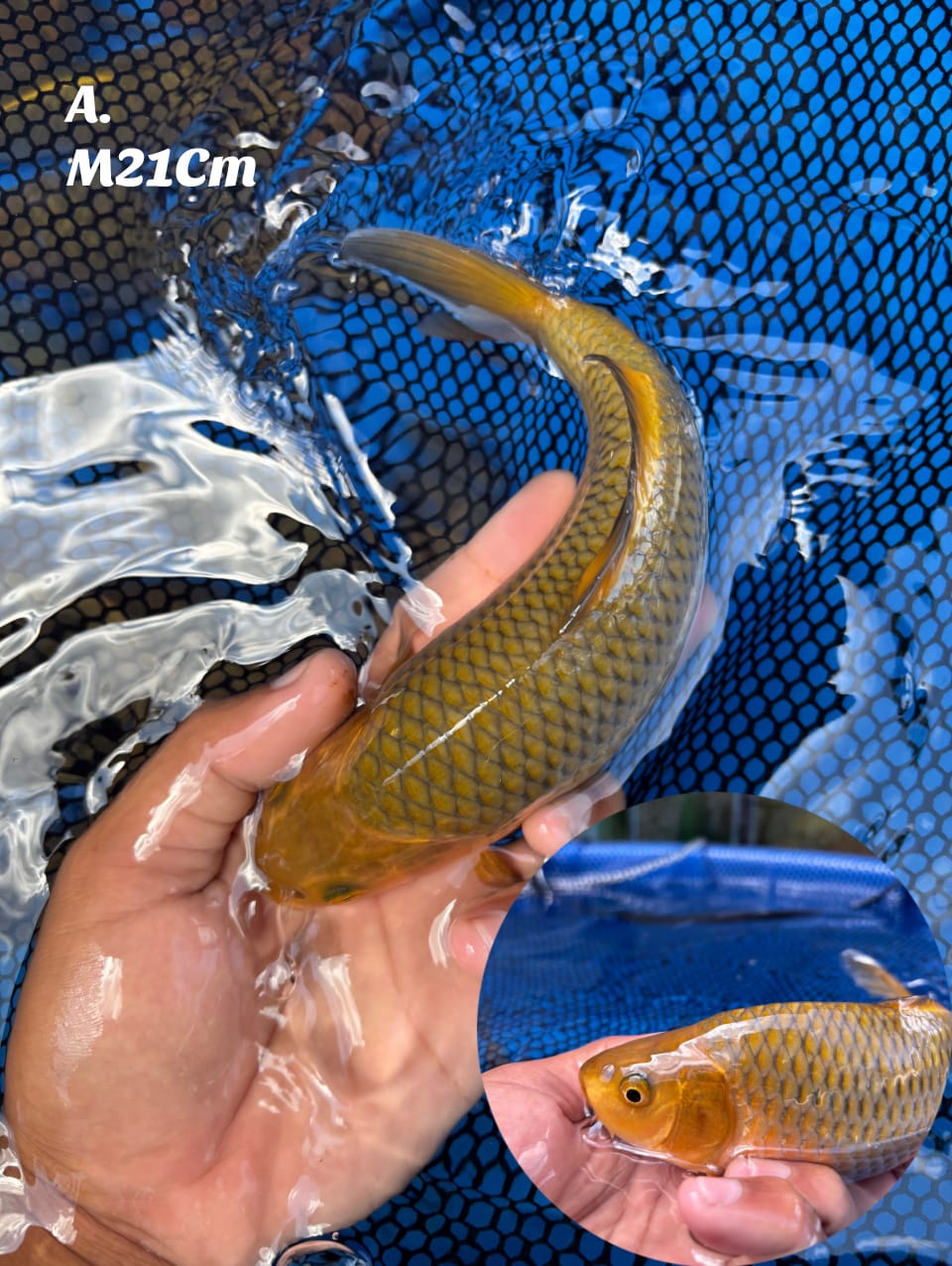 CAGOI KKF BABYFACE RING RAPIH OVER PUNUK CALON JUMBO MALE 21cm