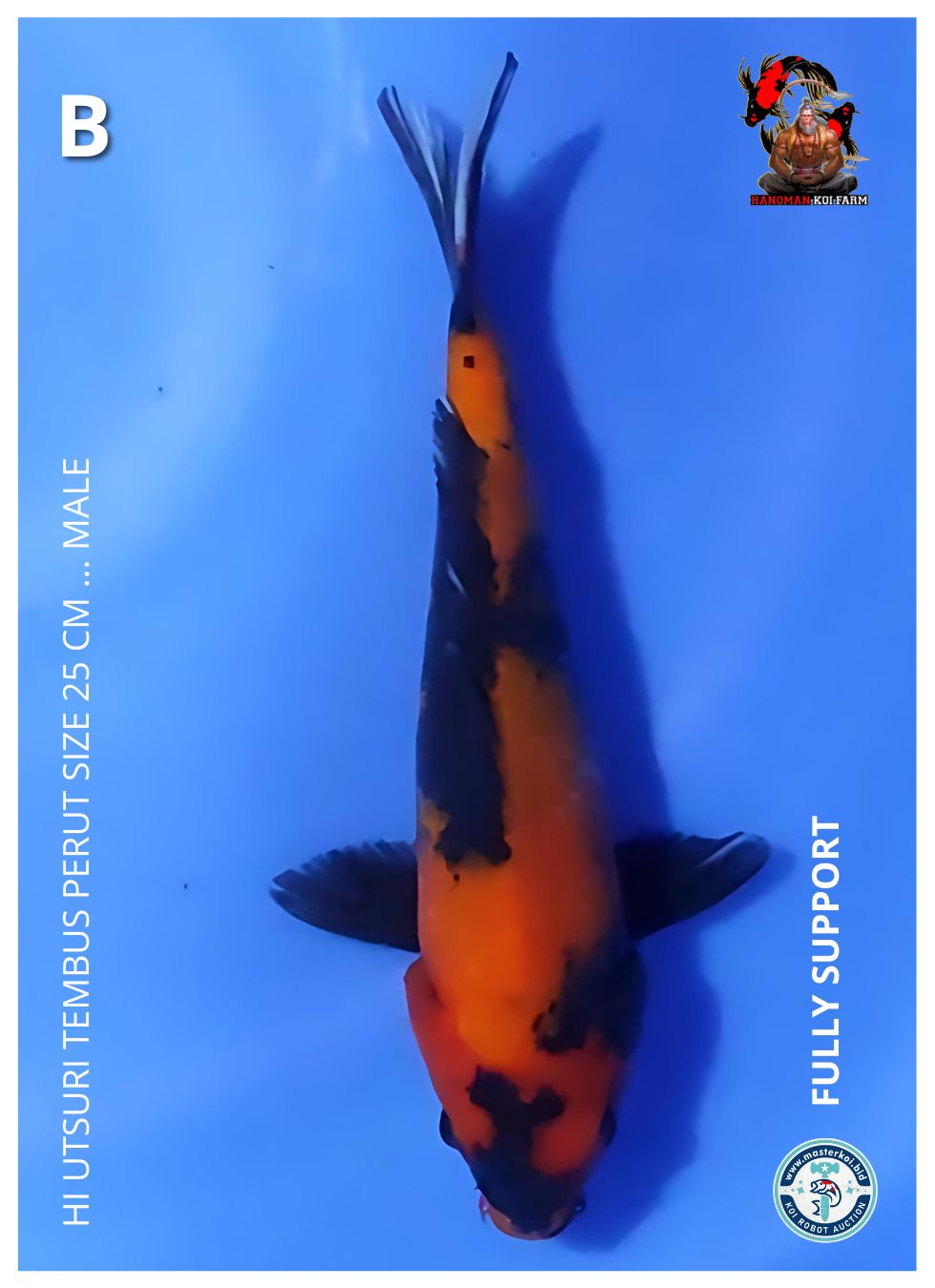 HI UTSURI TEMBUS PERUT SIZE 25cm
