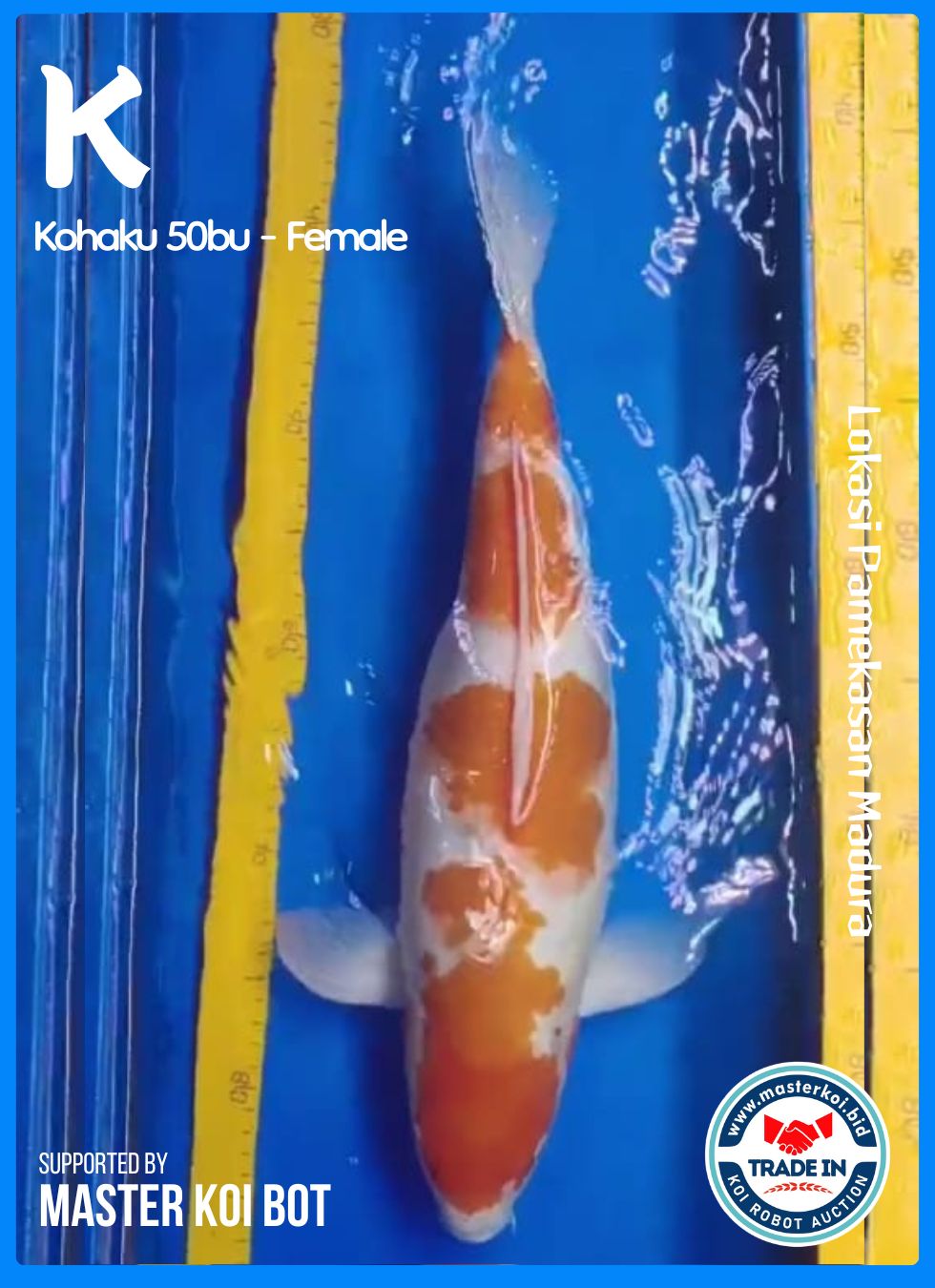 KOHAKU 50BU