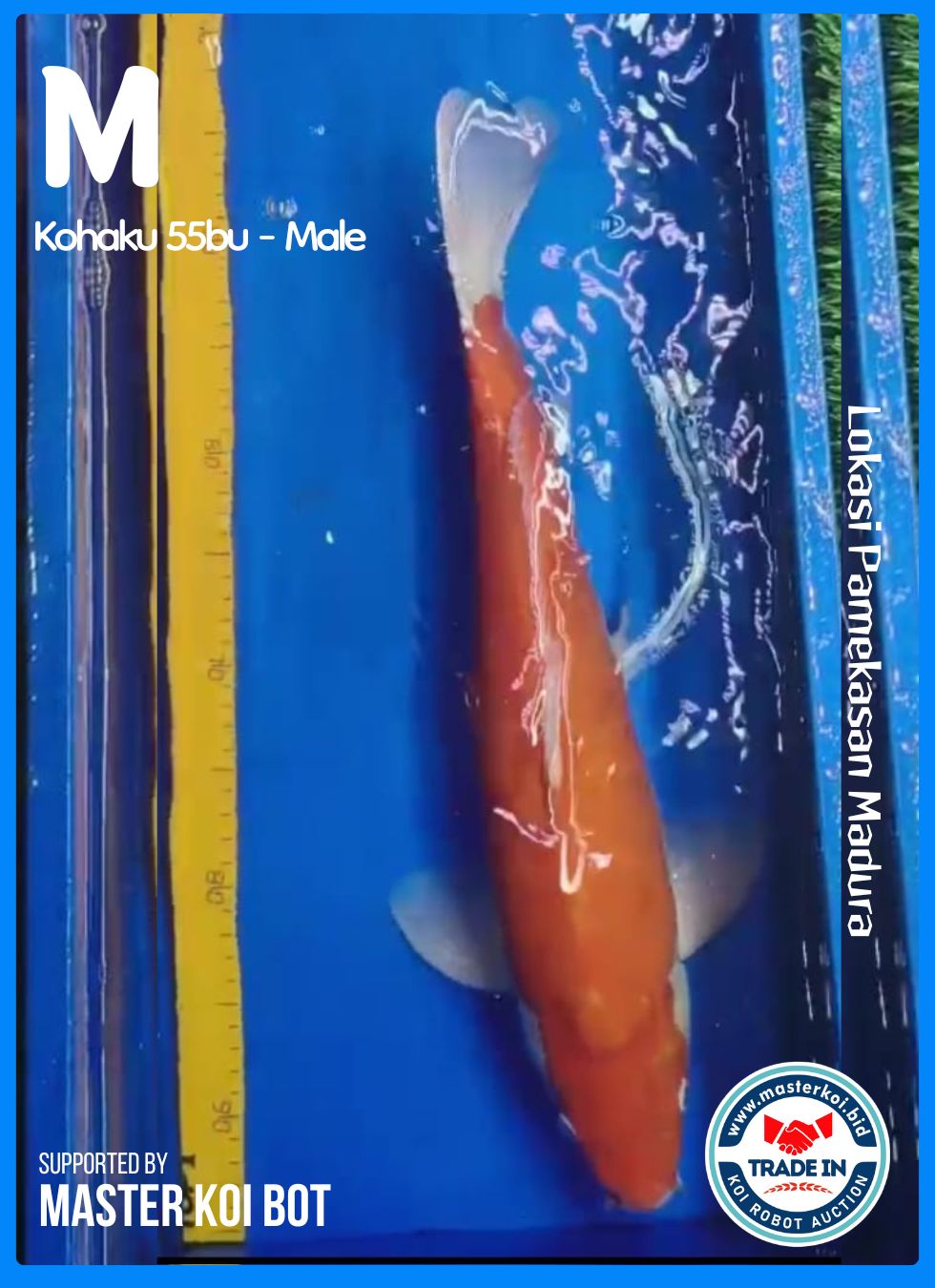KOHAKU 55BU