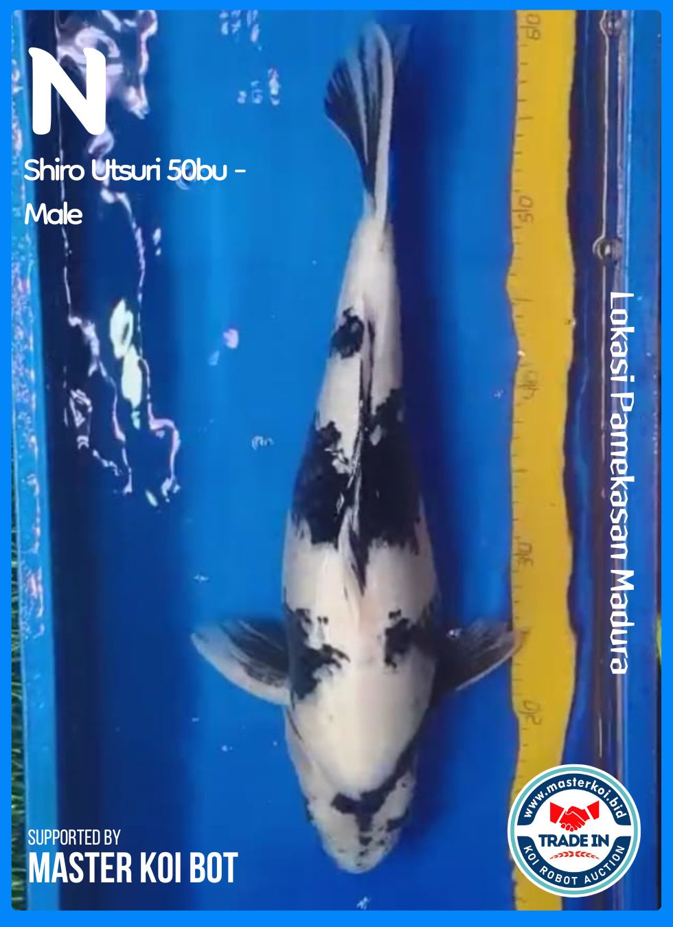 SHIRO UTSURI 50BU