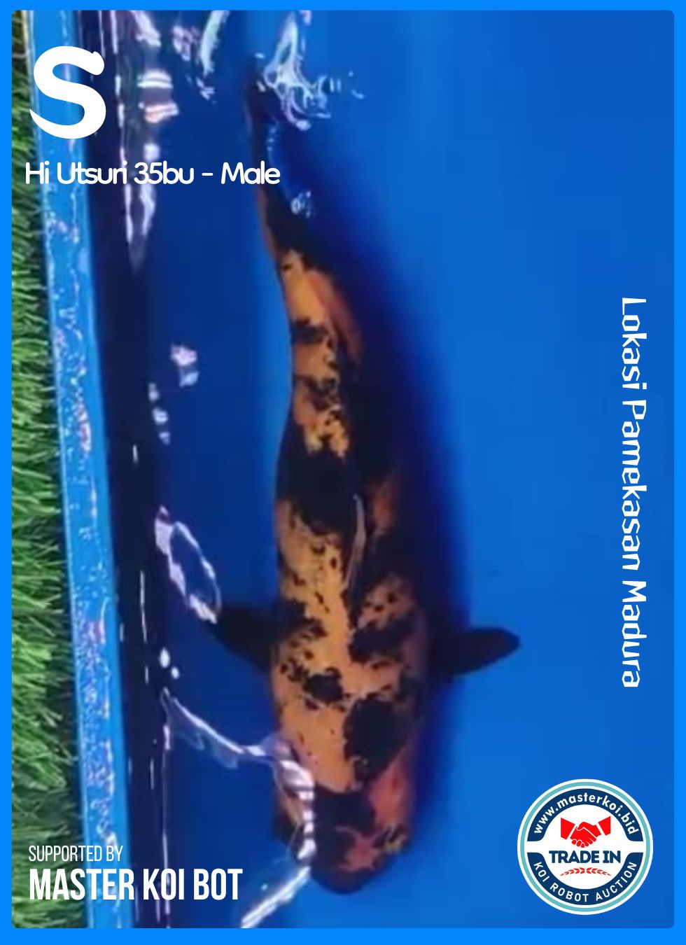 HI UTSURI 35BU