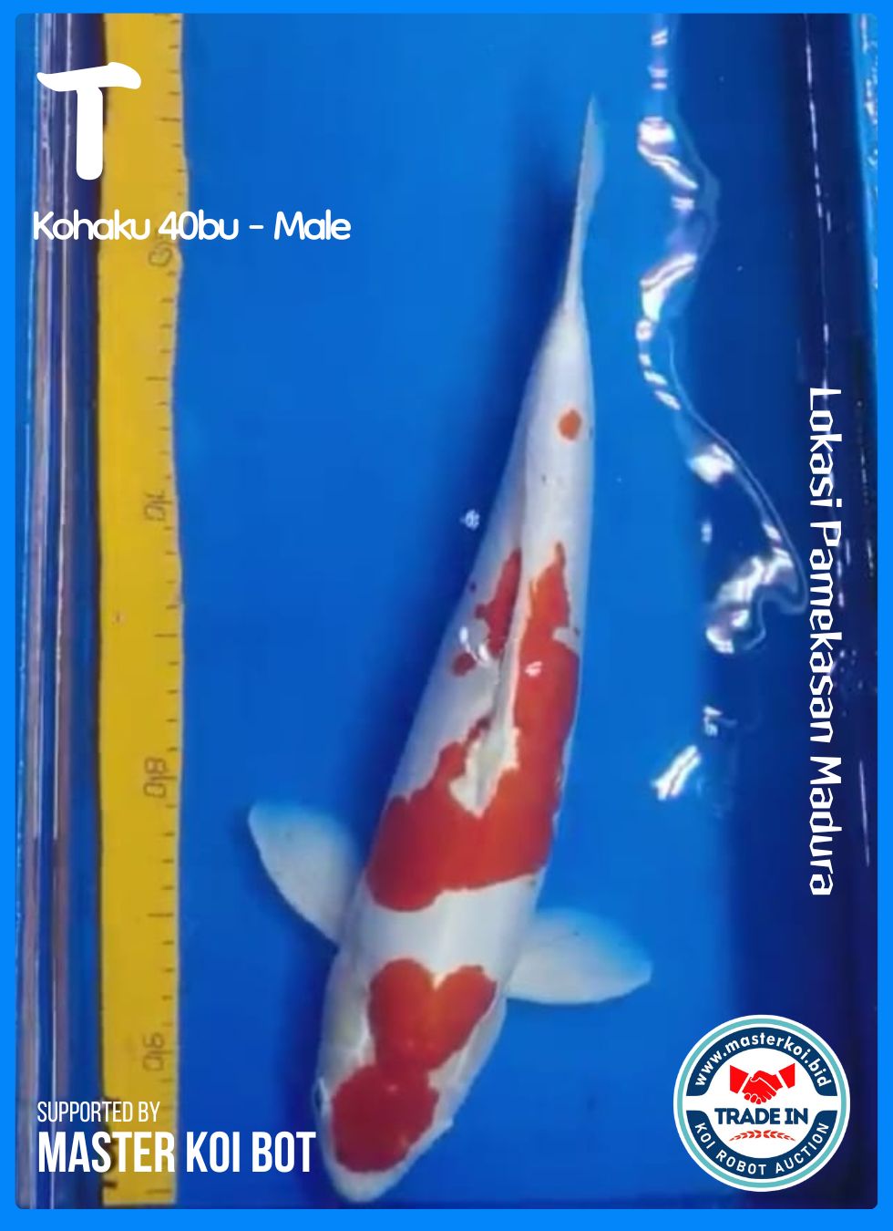 KOHAKU 40BU