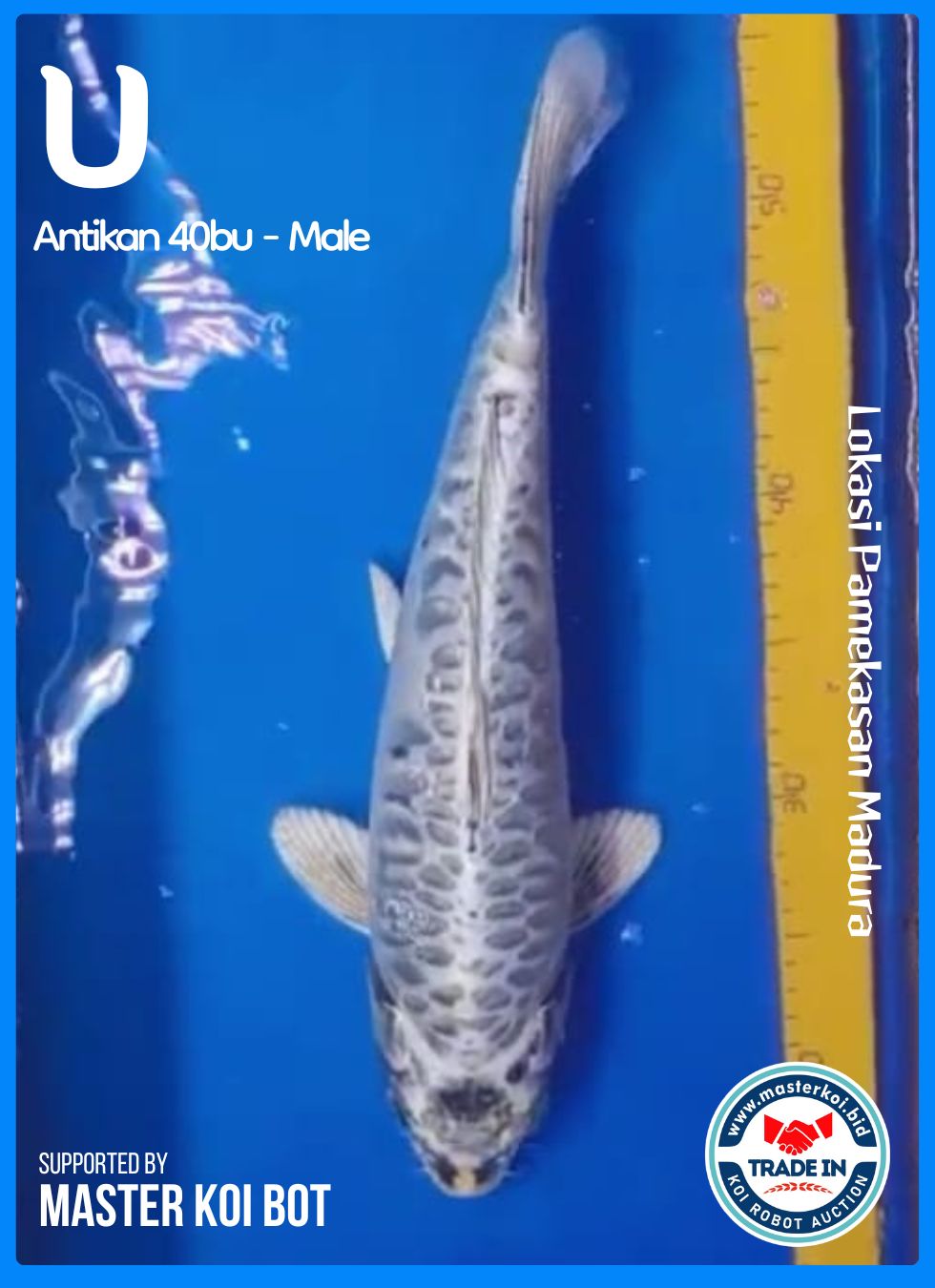 ANTIKAN 40BU