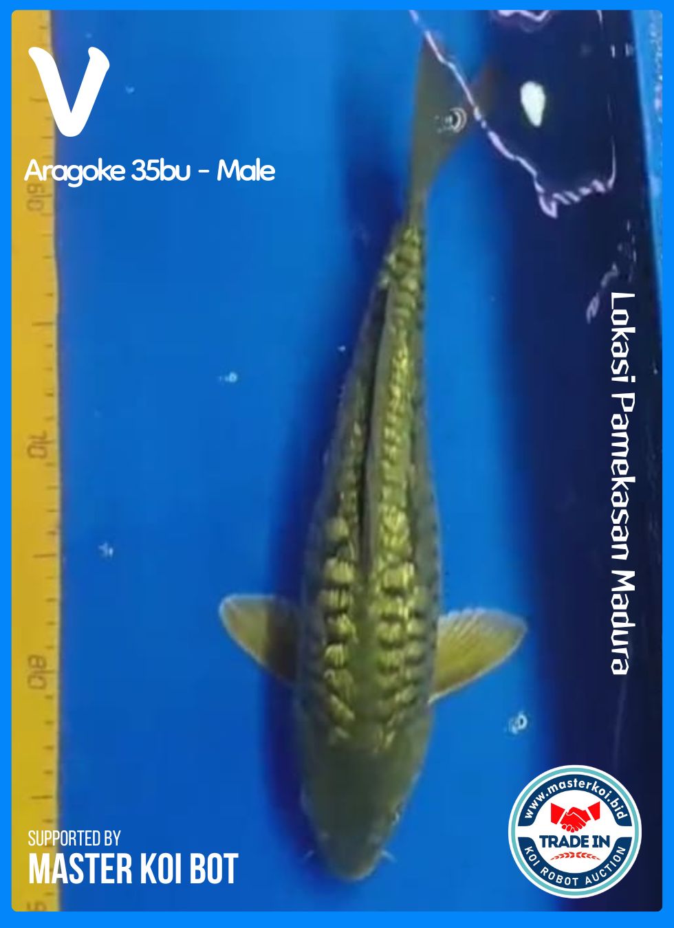 ARAGOKE 35BU