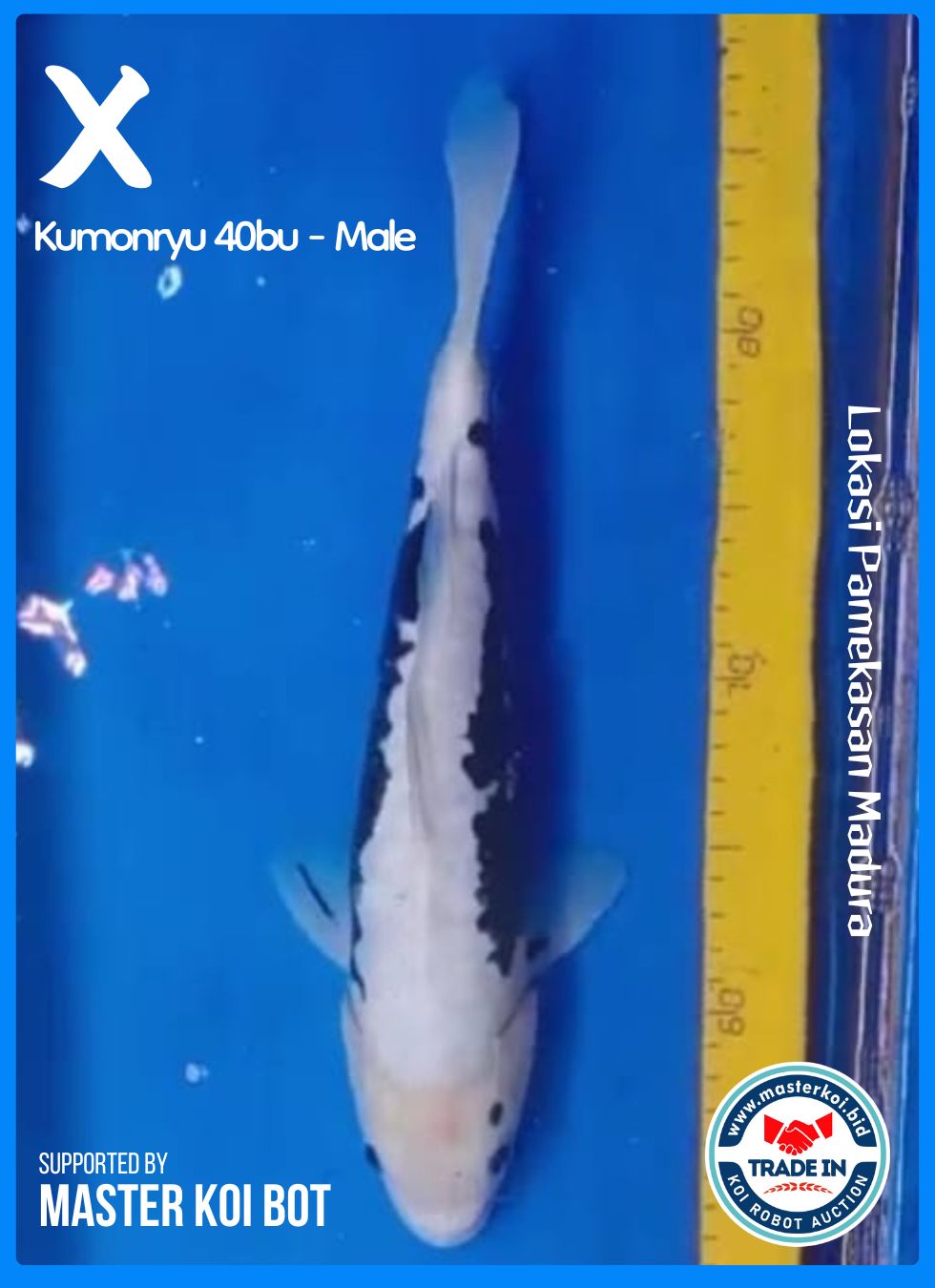 KUMONRYU 40BU