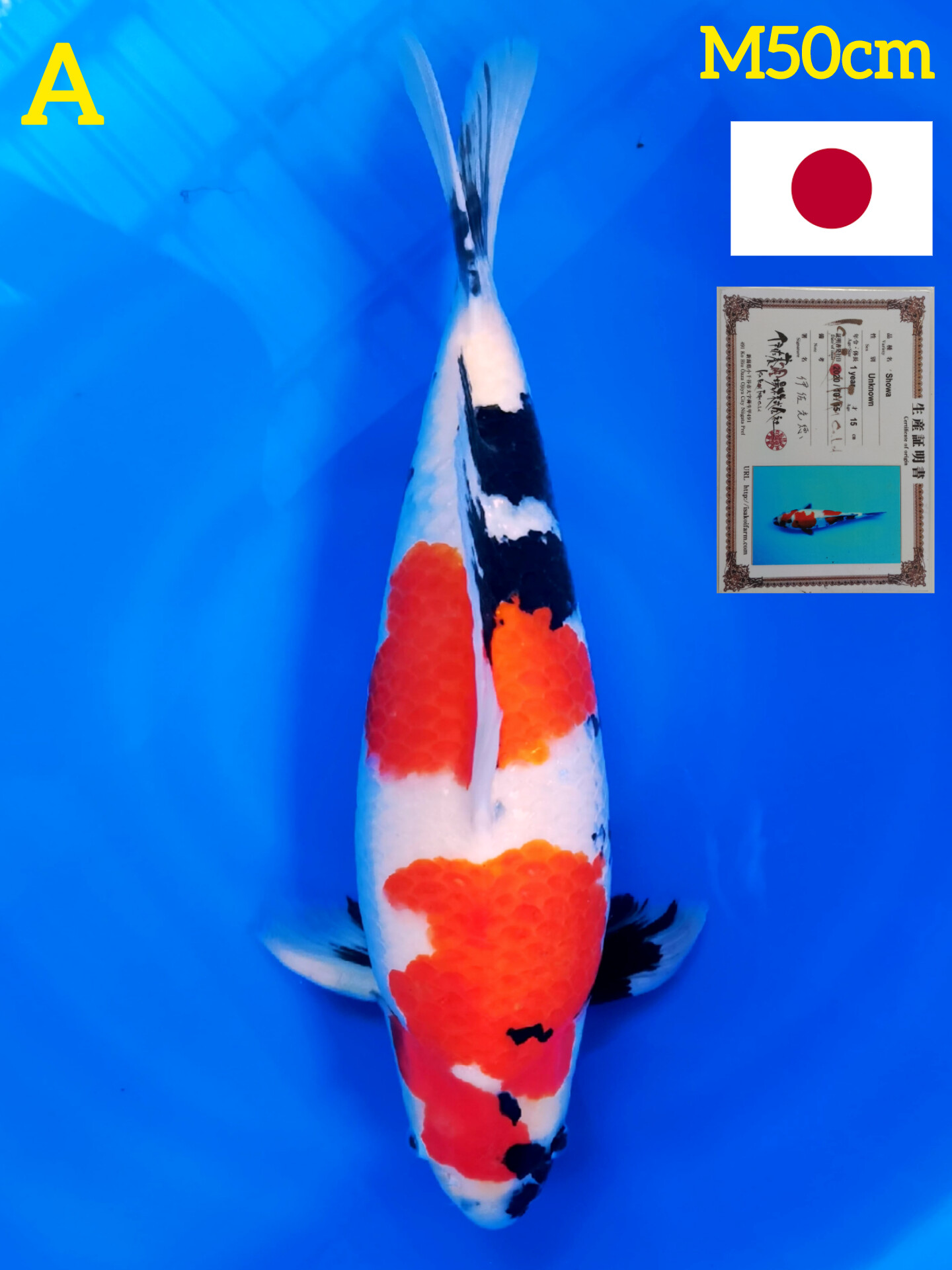 SHOWA SANSHOKU IMPORT ISA KOI FARM 50cm