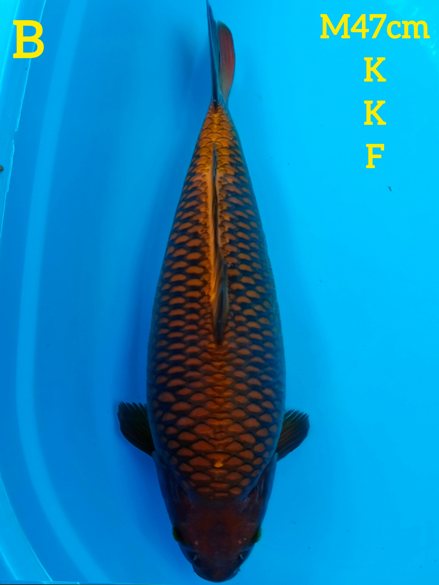CAGOI TEMBAGA KKF 47cm
