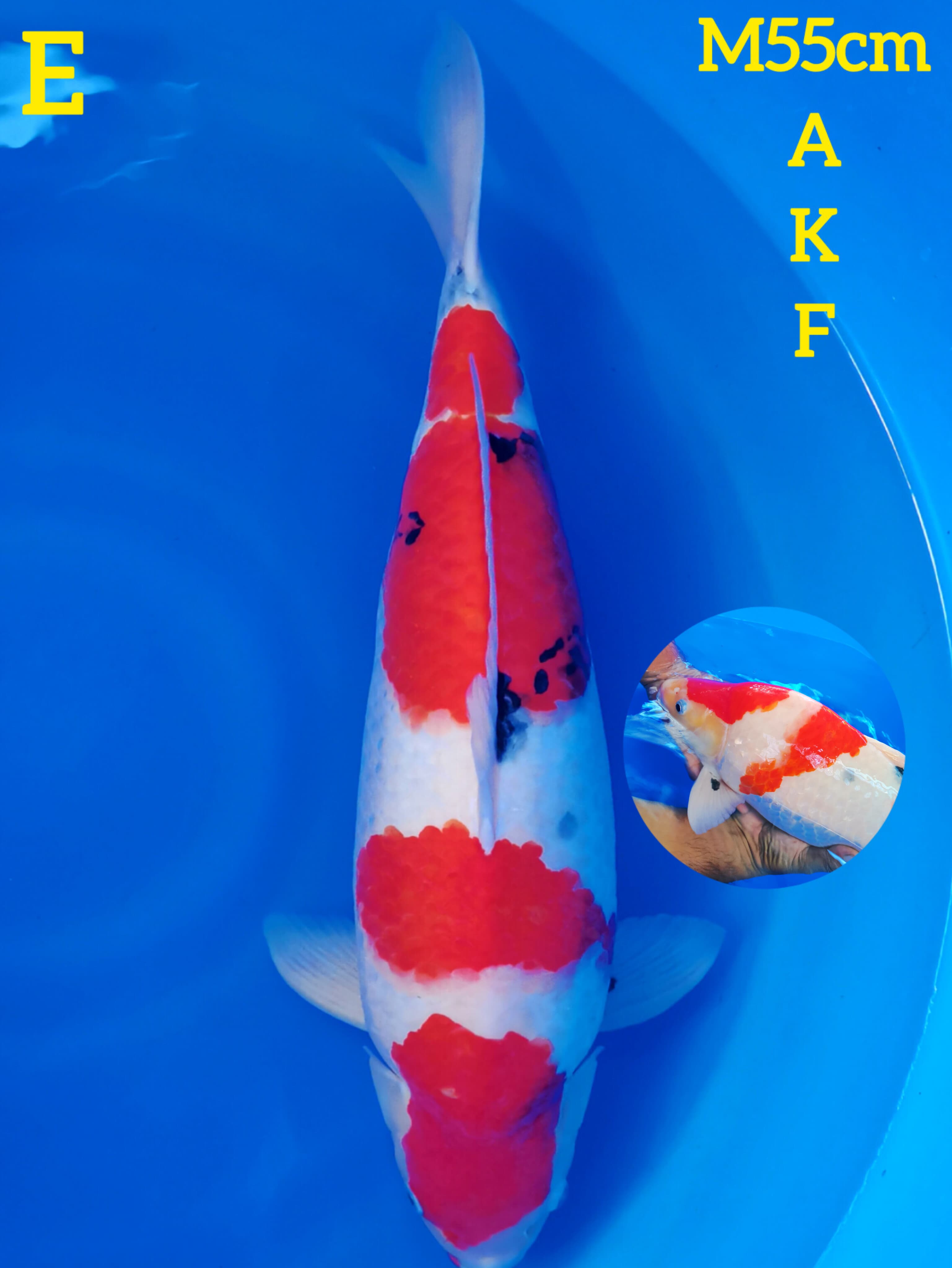 SHOWA TATEGOI AKF 55cm
