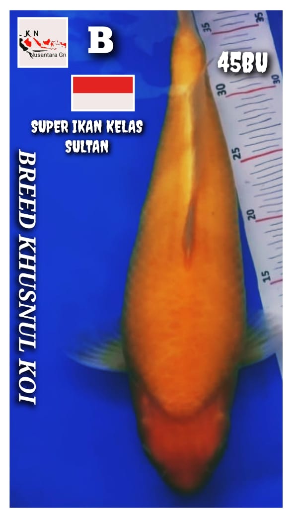 SUPER IKAN KELAS SULTAN RED KARASYI BODY IKAN JAPAN BRED KHUSNUL KOI LOKASI BOJONEGORO 45BU 43cm