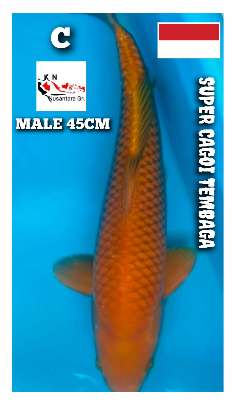 SUPER CAGOI TEMBAGA PENJINAK KOLAM JUMBO MALE LOKASI BOJONEGORO 45cm