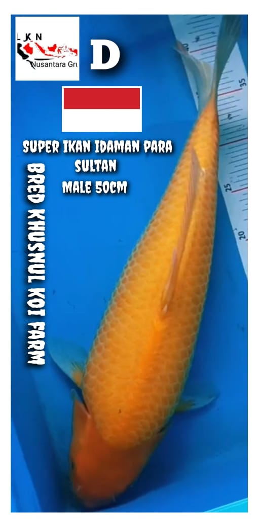 SUPER RED KARASYI JUMBO MALE BODY TORPEDO PUNUK BRED KHUSNUL KOI LOKASI BOJONEGORO 50cm