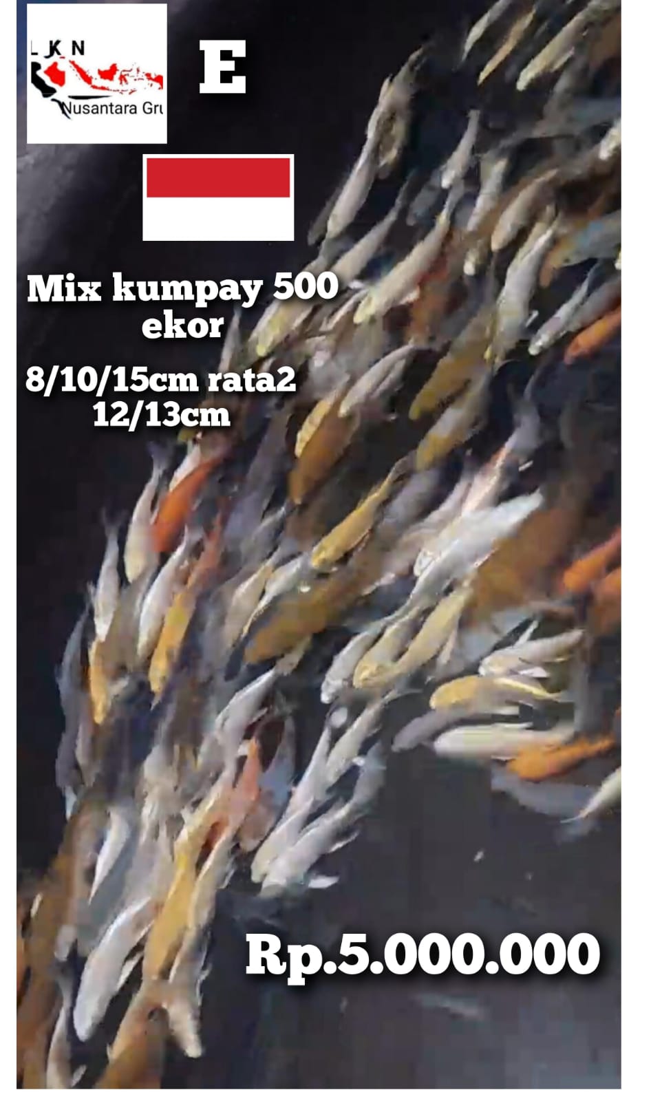 MIX KUMPAY ADA 500 EKOR LEBIH NYA BONUS LOKASI NGANJUK 81015cm RATA2 1213cm