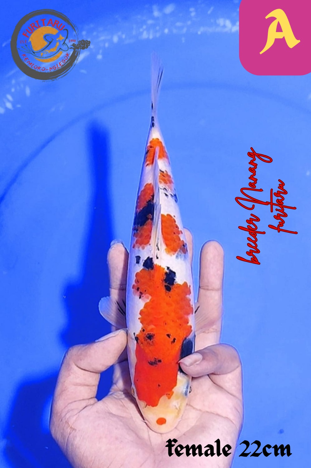 SANKE 22cm