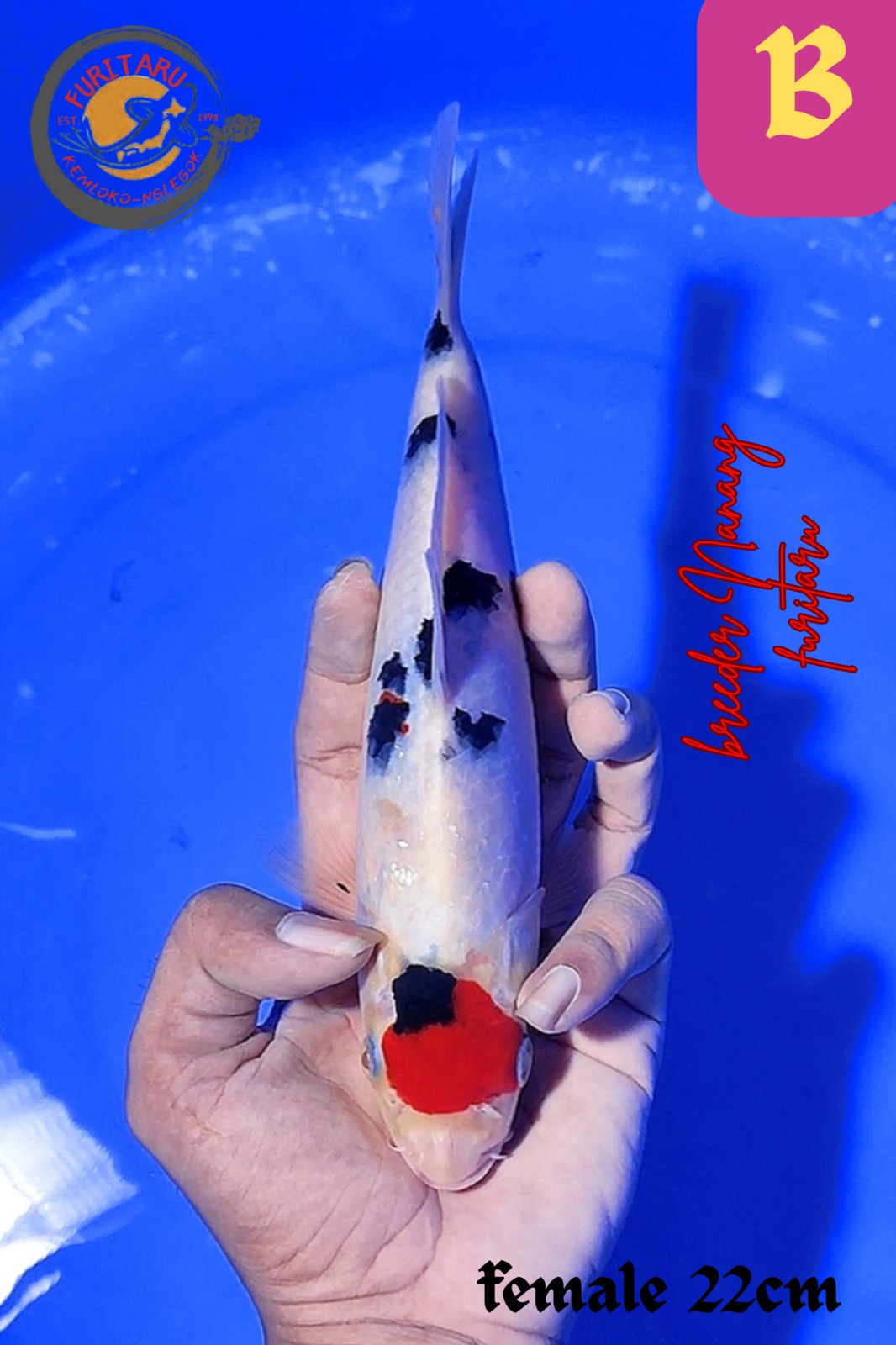 TANCHO 22cm