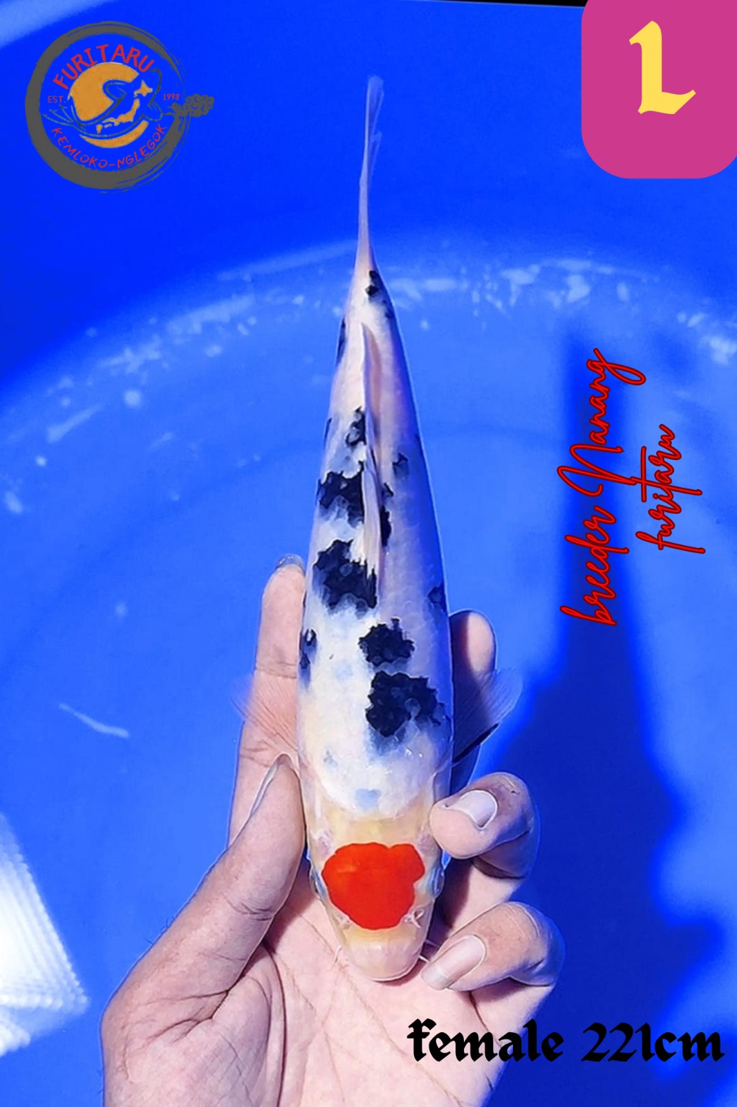 TANCHO 22cm