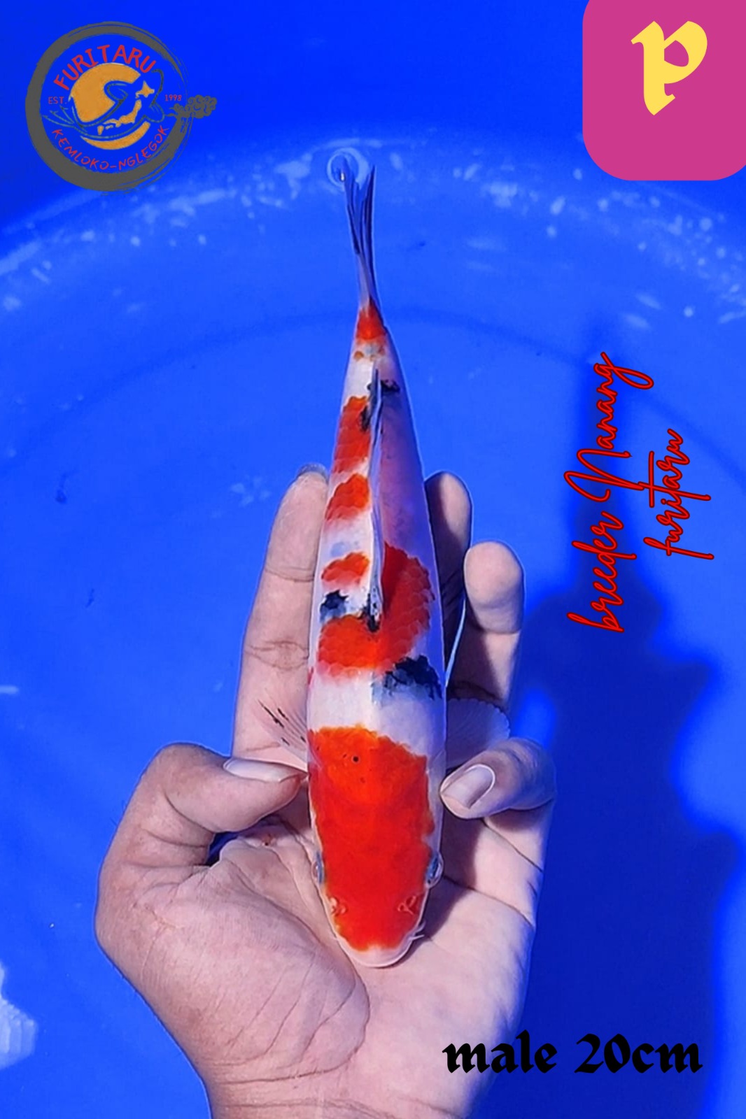SANKE 20cm