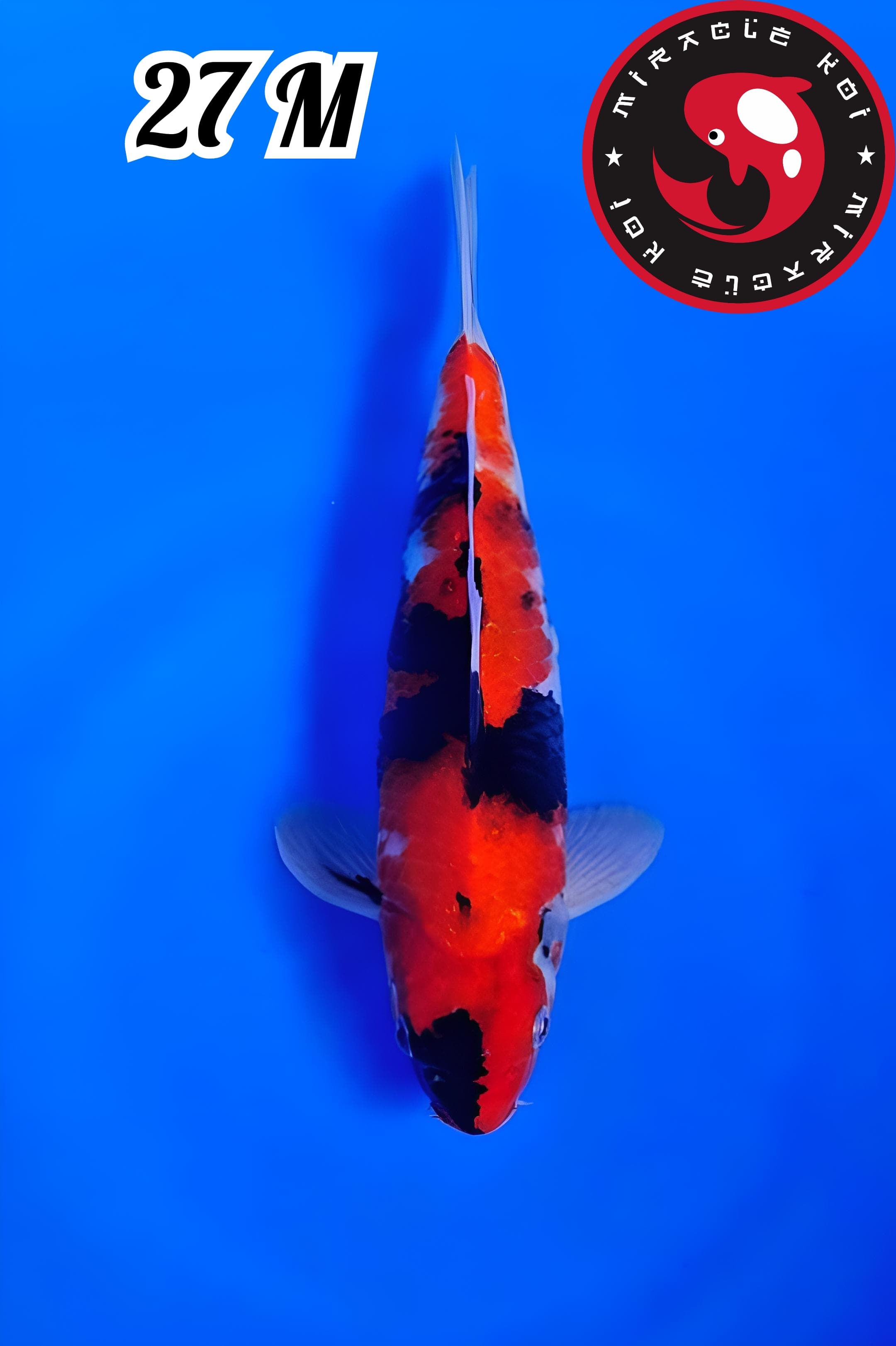 HI SHOWA ORIGINAL 27cm