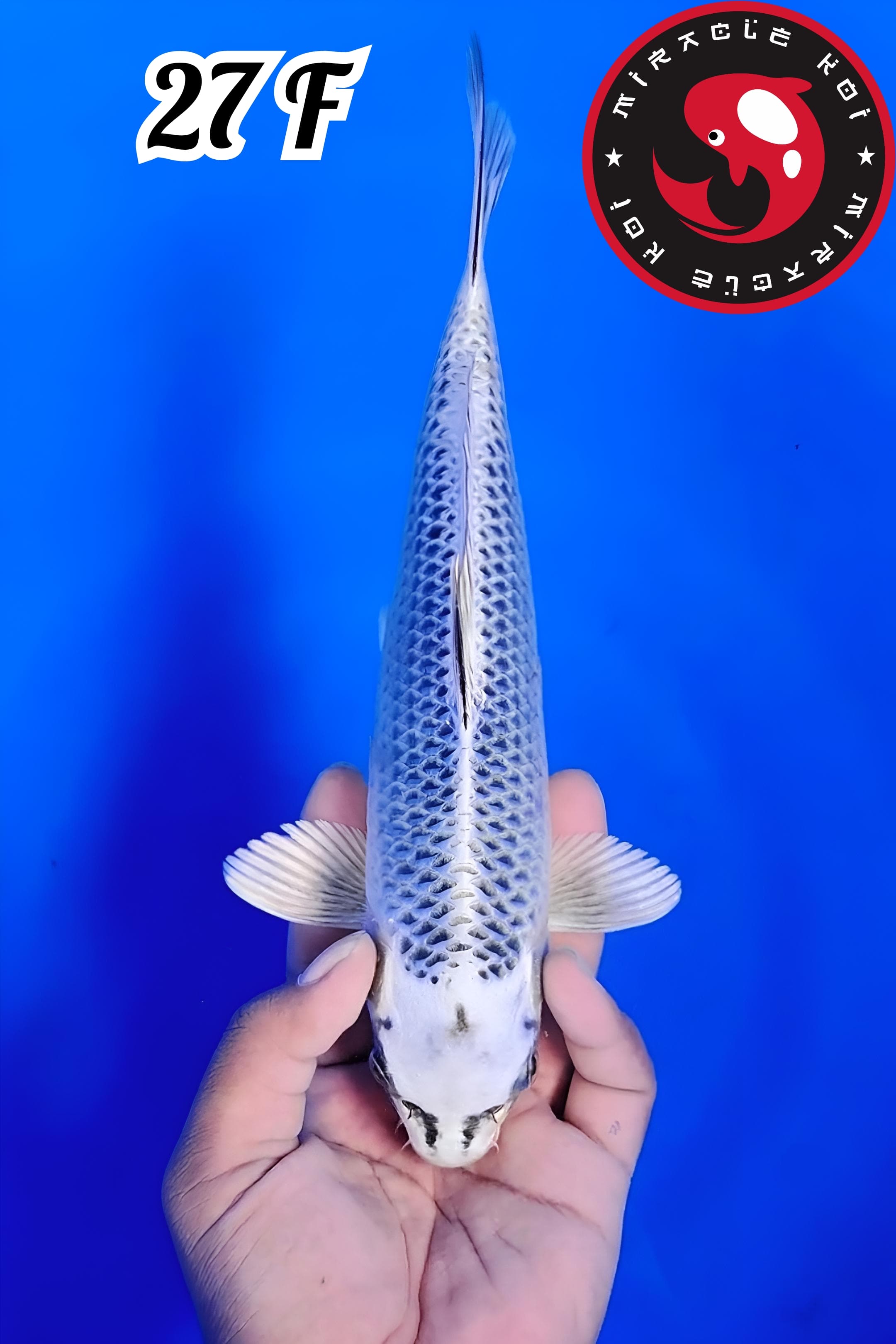 GIN MATSUBA MANTAP 27cm