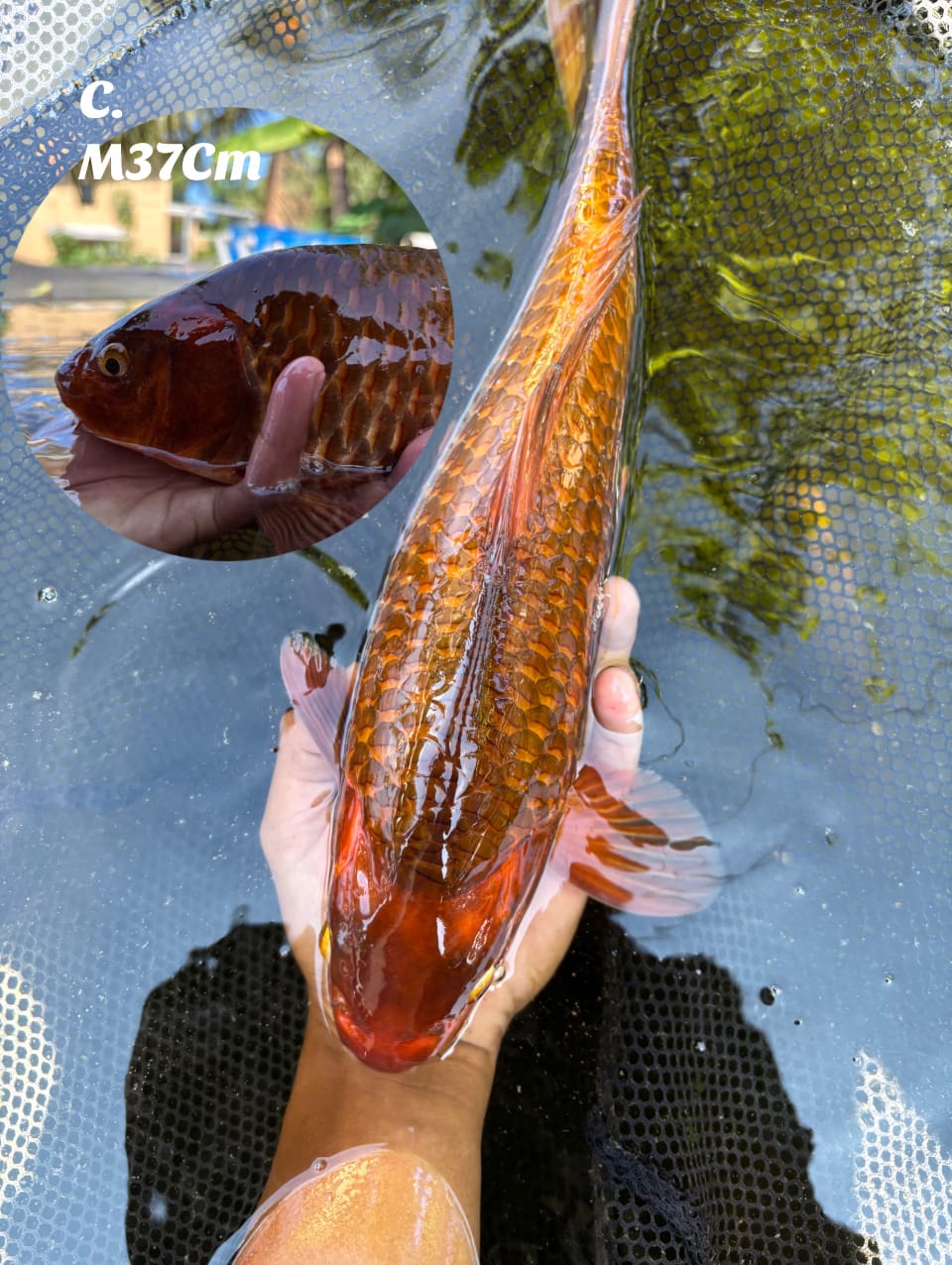 CARAMEL CORN RING RAPI BERPUNUK MADINA AZIZ MALE 37cm