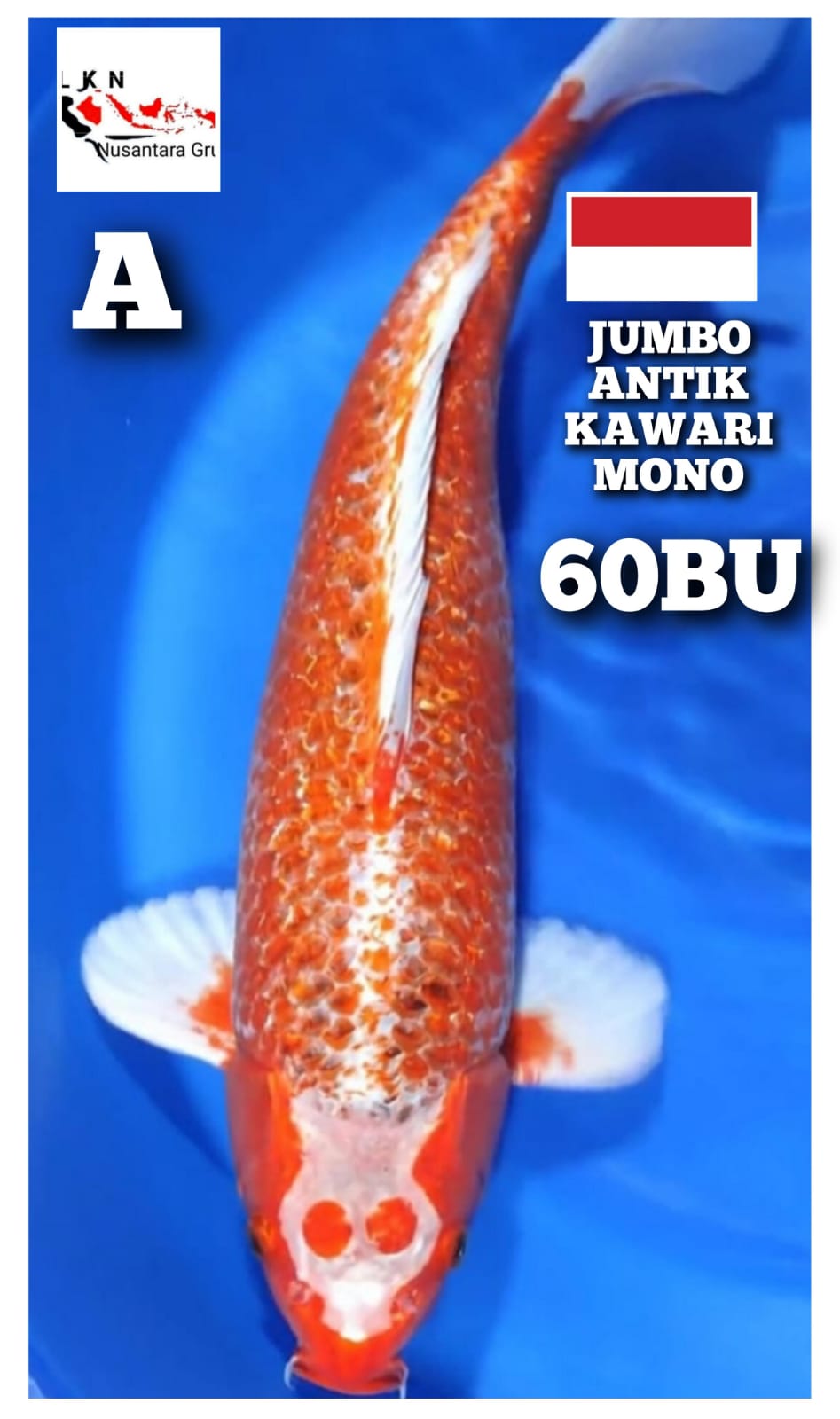 JUMBO KAWARIMONO ANTIK LOKASI BLITAR 60BU 58cm