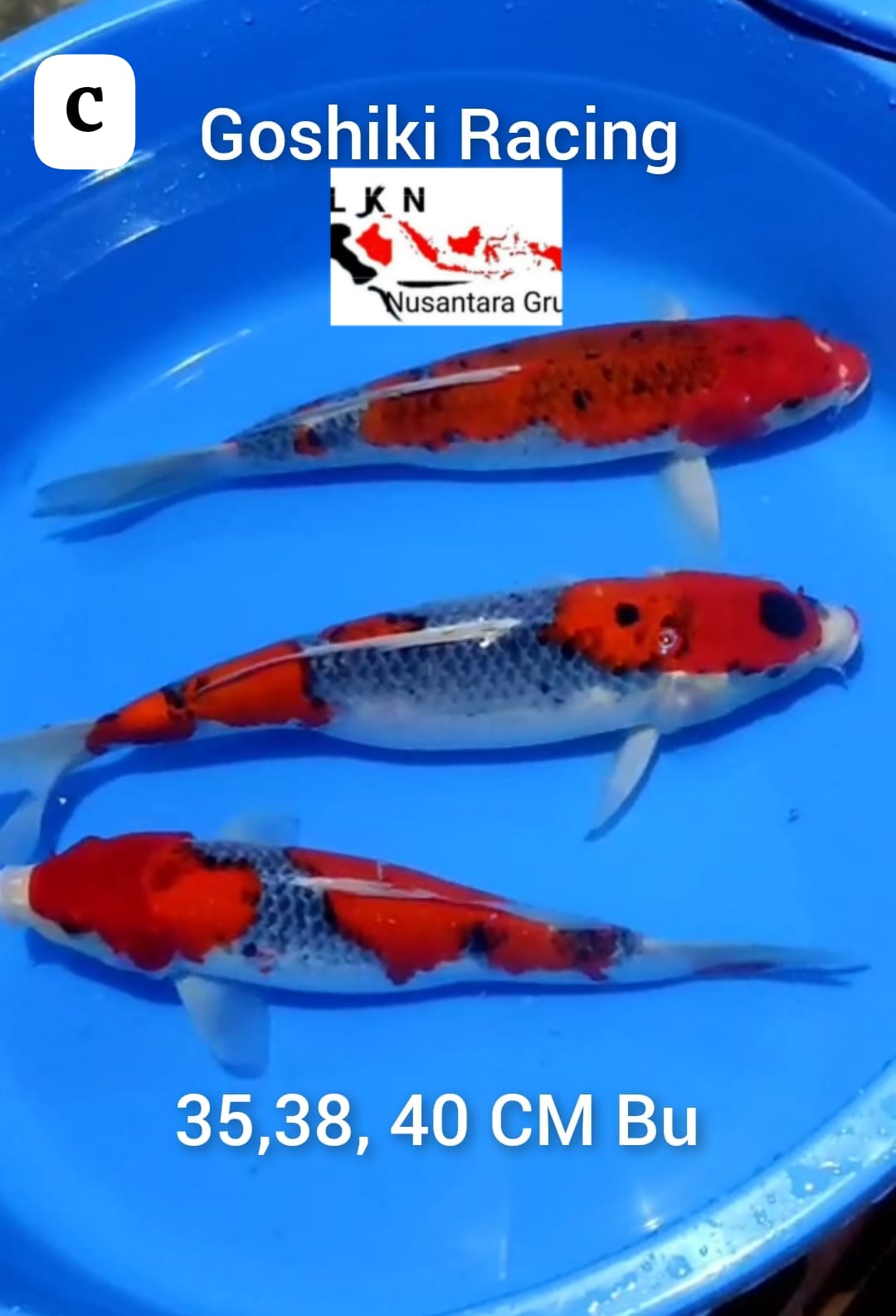 PKT 3 EKOR GHOSIKI RACING LOKASI BLITAR 353840cm