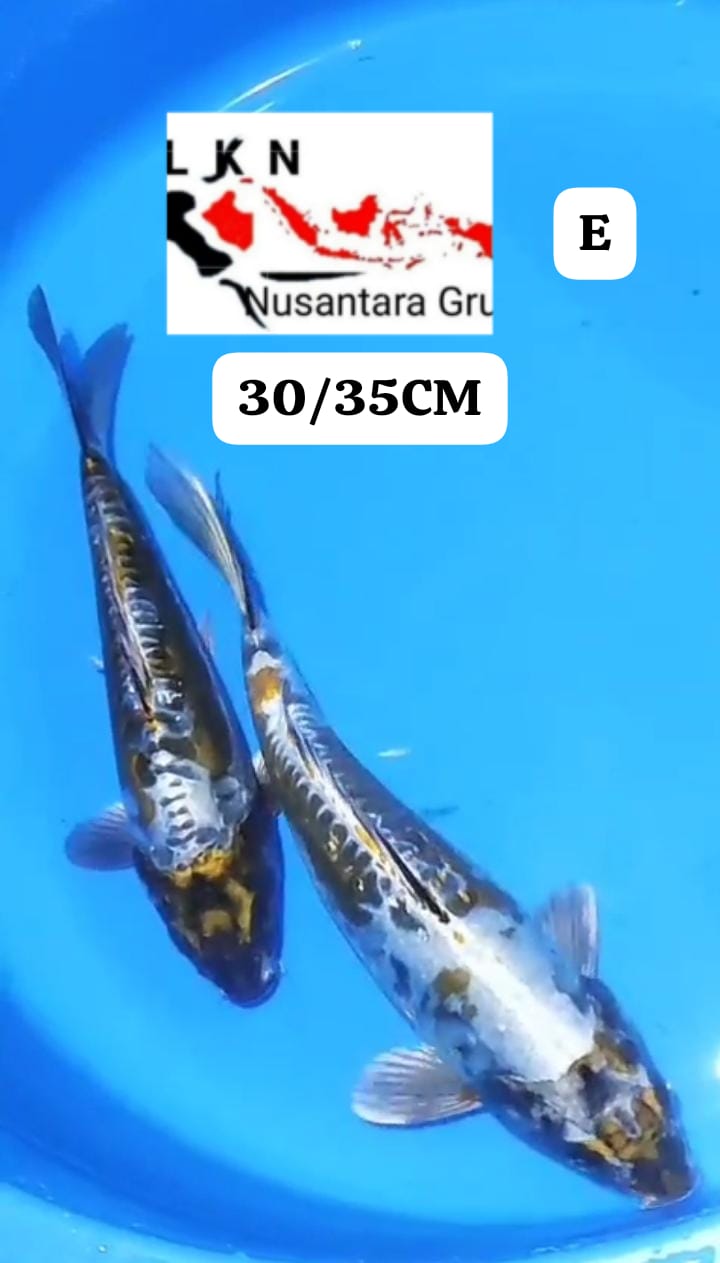 MIX 2 EKOR ANTIK KAWARIMONO LOKASI BLITAR 3035cm