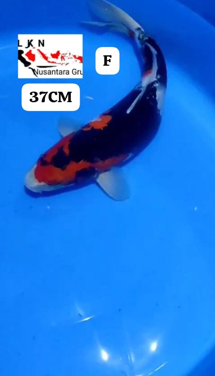 SHOWA ORIGINAL SUMI JOS LOKASI BLITAR 37cm