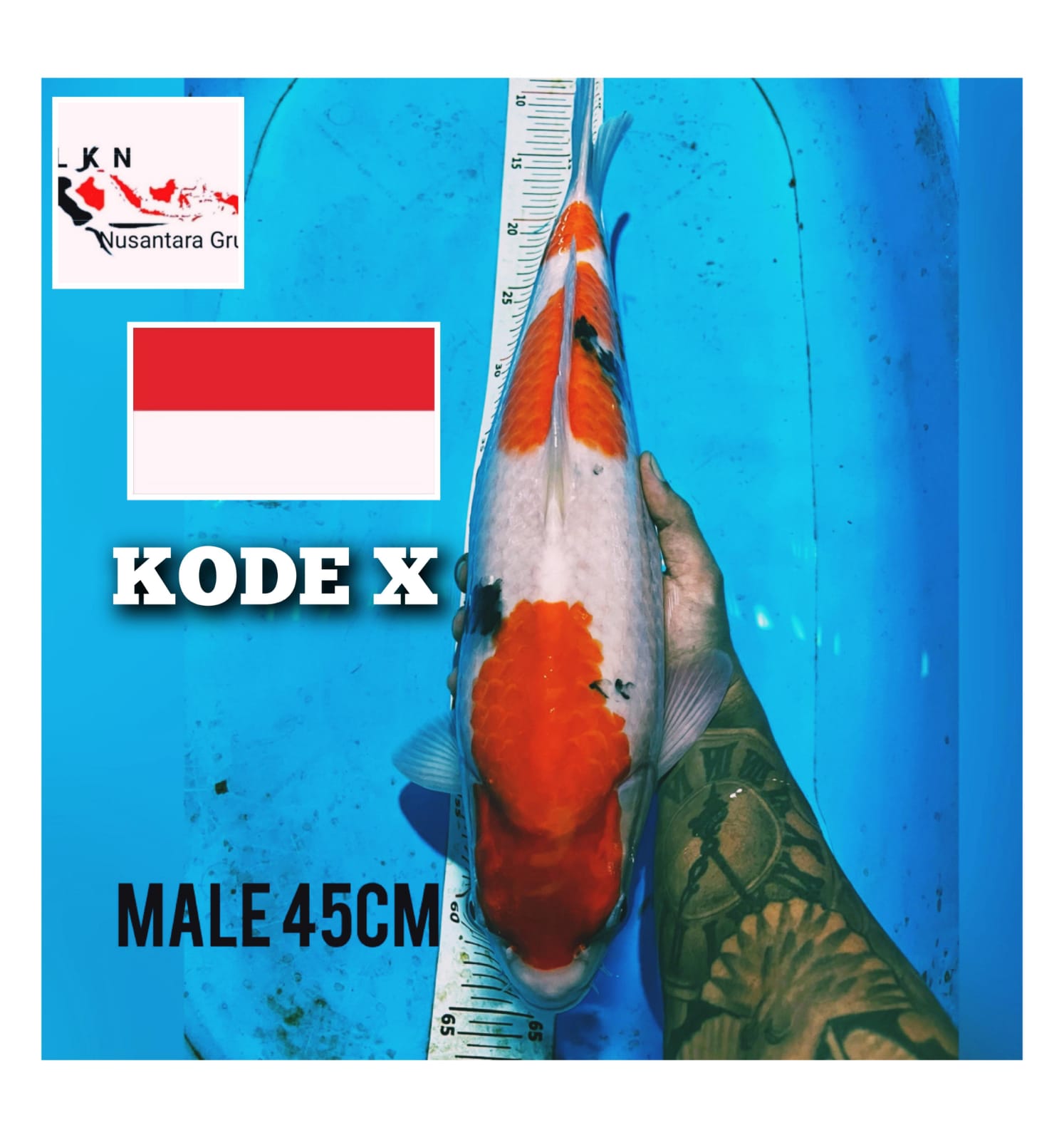 SHANKE BODY TORPEDO JUMBO LOKASI CILACAP 45cm