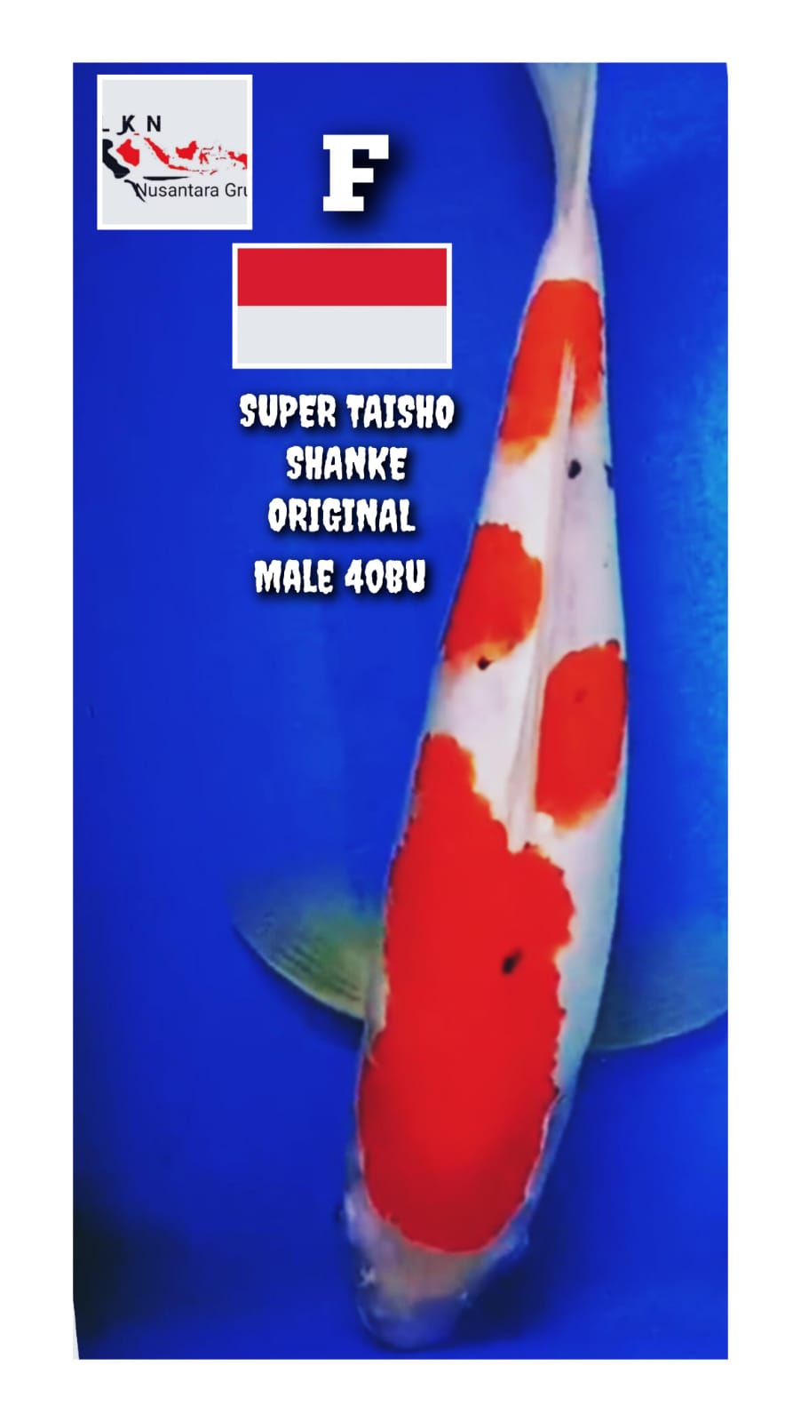 SUPER TAISHO SHANKE MALE ORIGINAL LOKASI BOJONEGORO 40BU 38cm